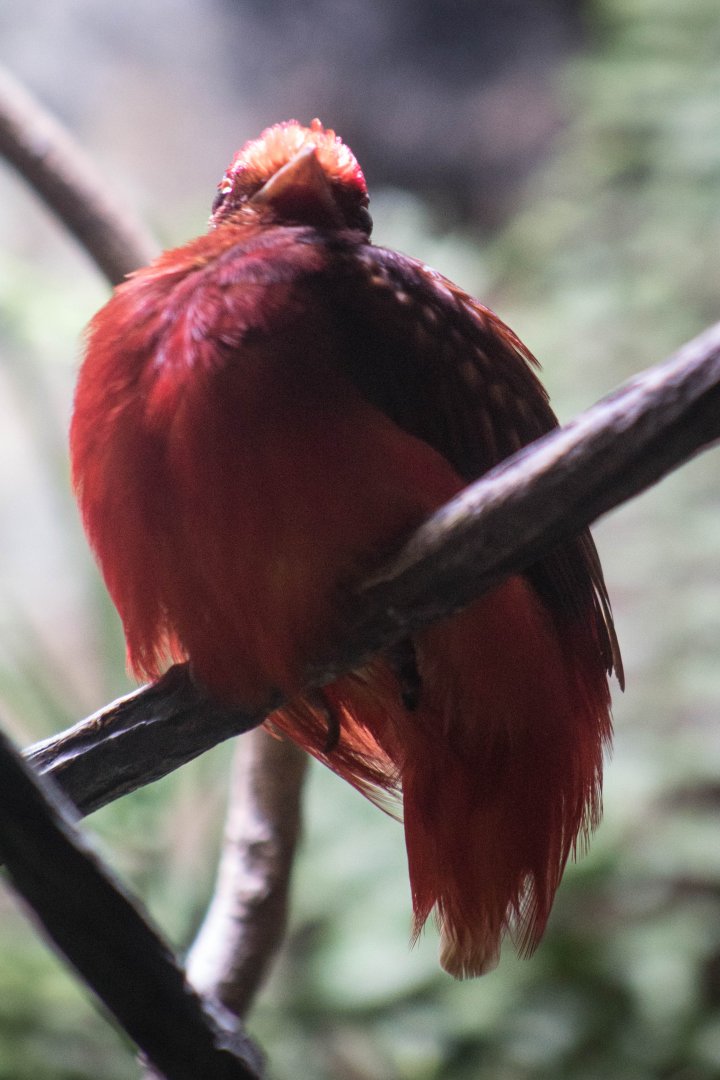 Guianan red cotinga