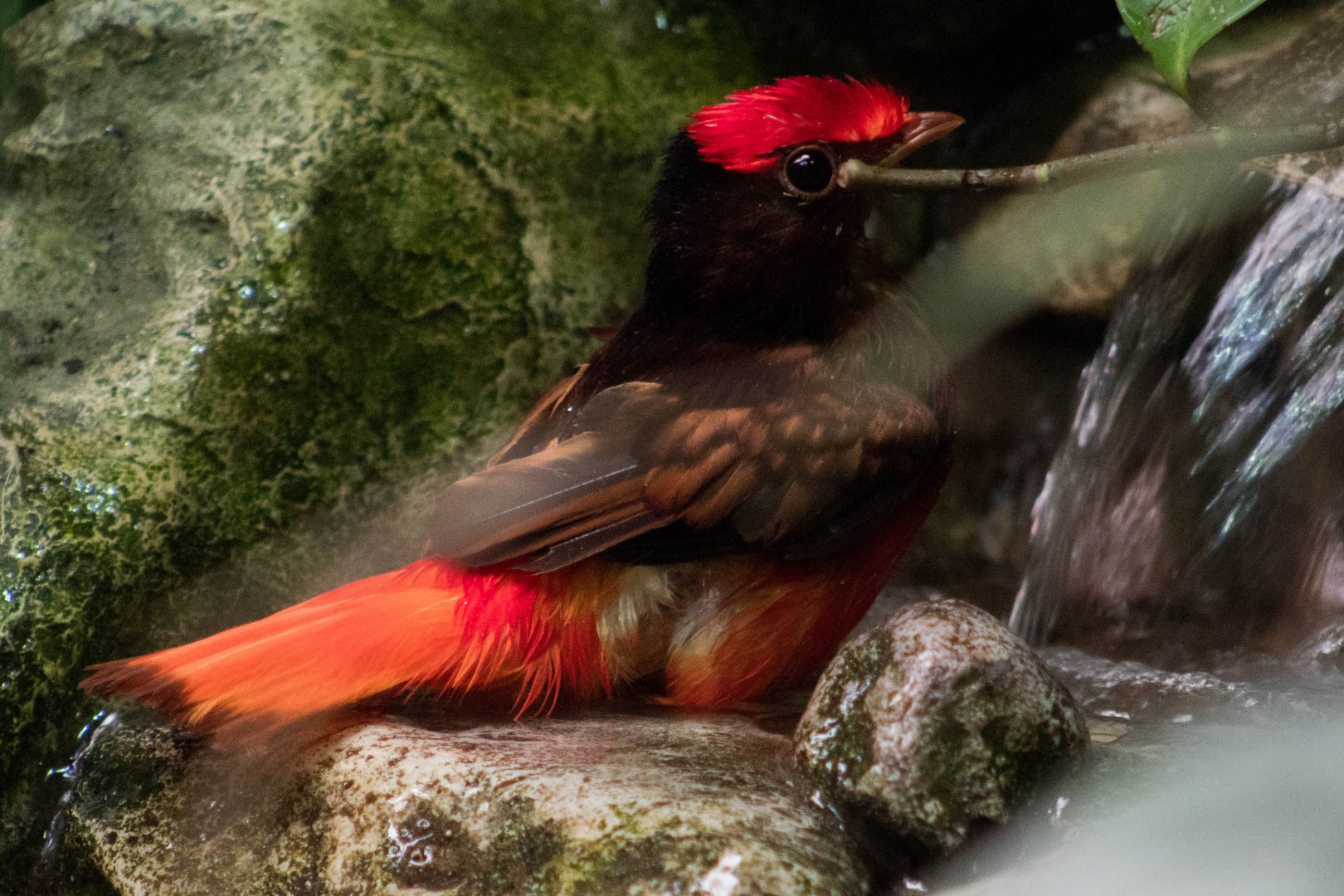 Guianan red cotinga
