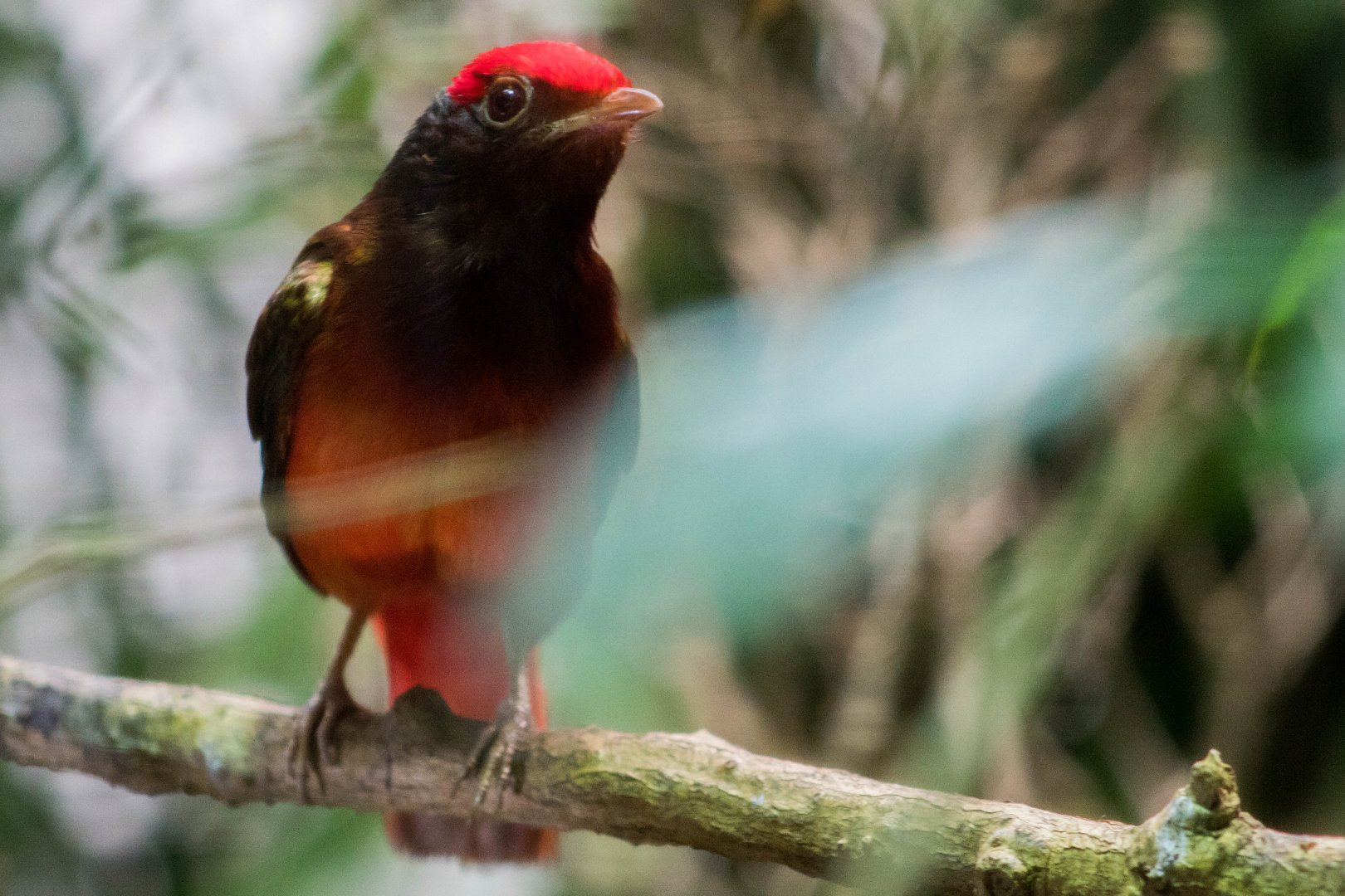 Guianan red cotinga