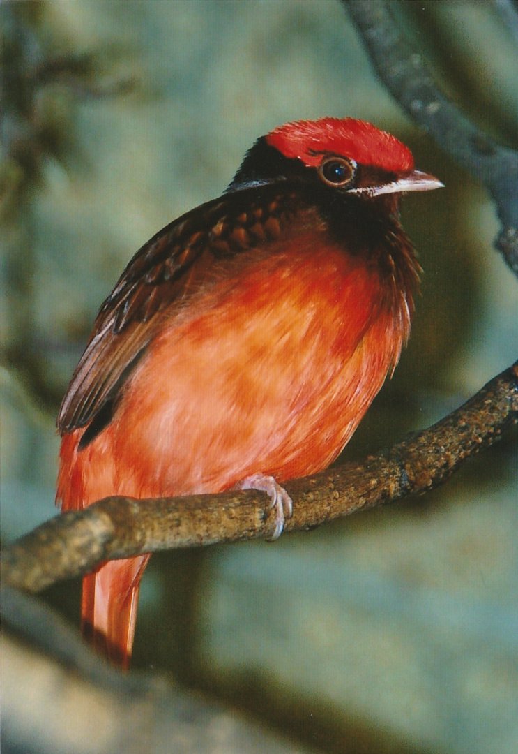 Guianan Red Cotinga
