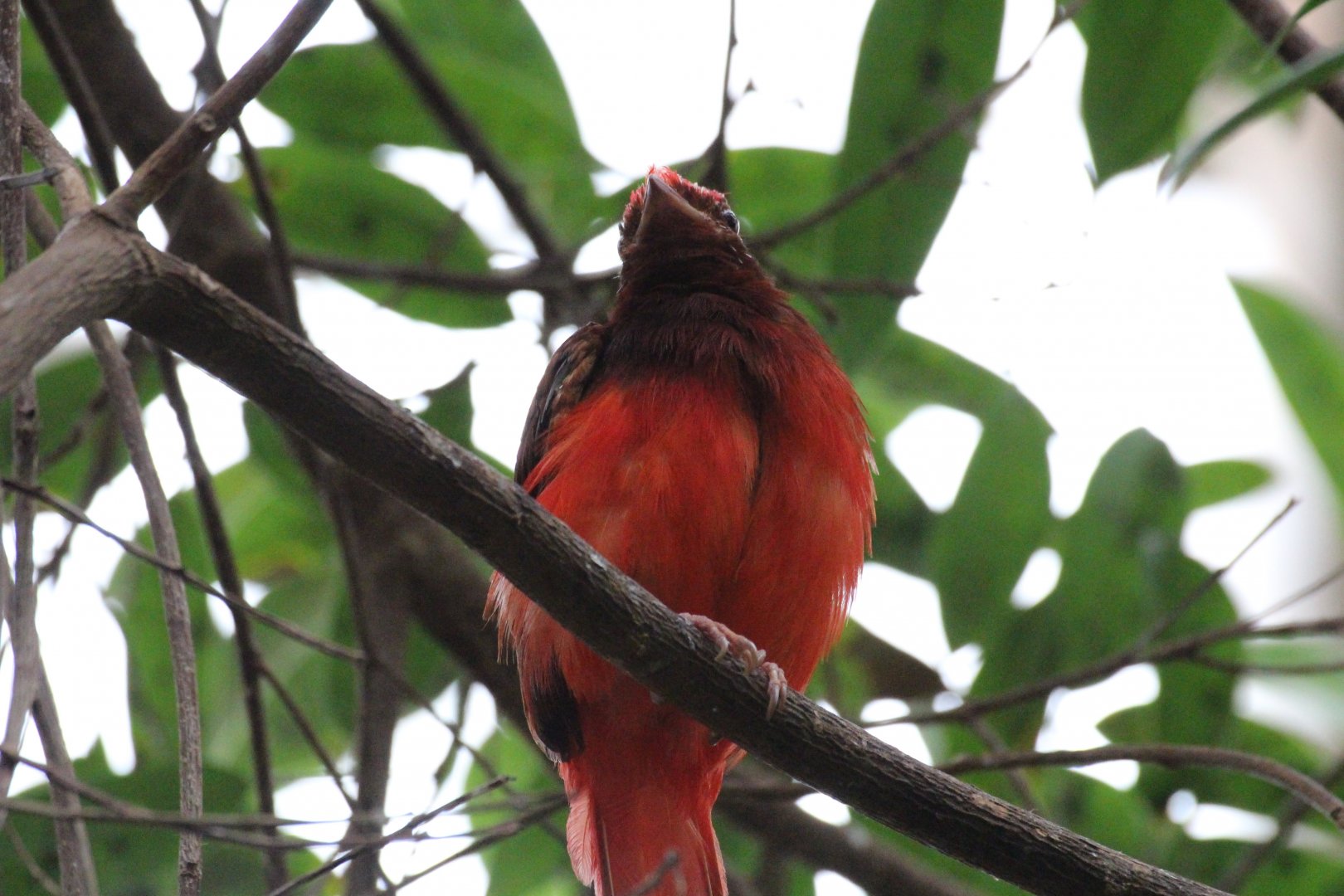 Guianan Red Cotinga