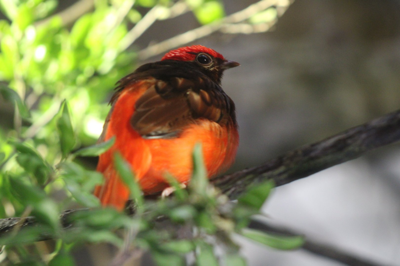 Guianan Red Cotinga