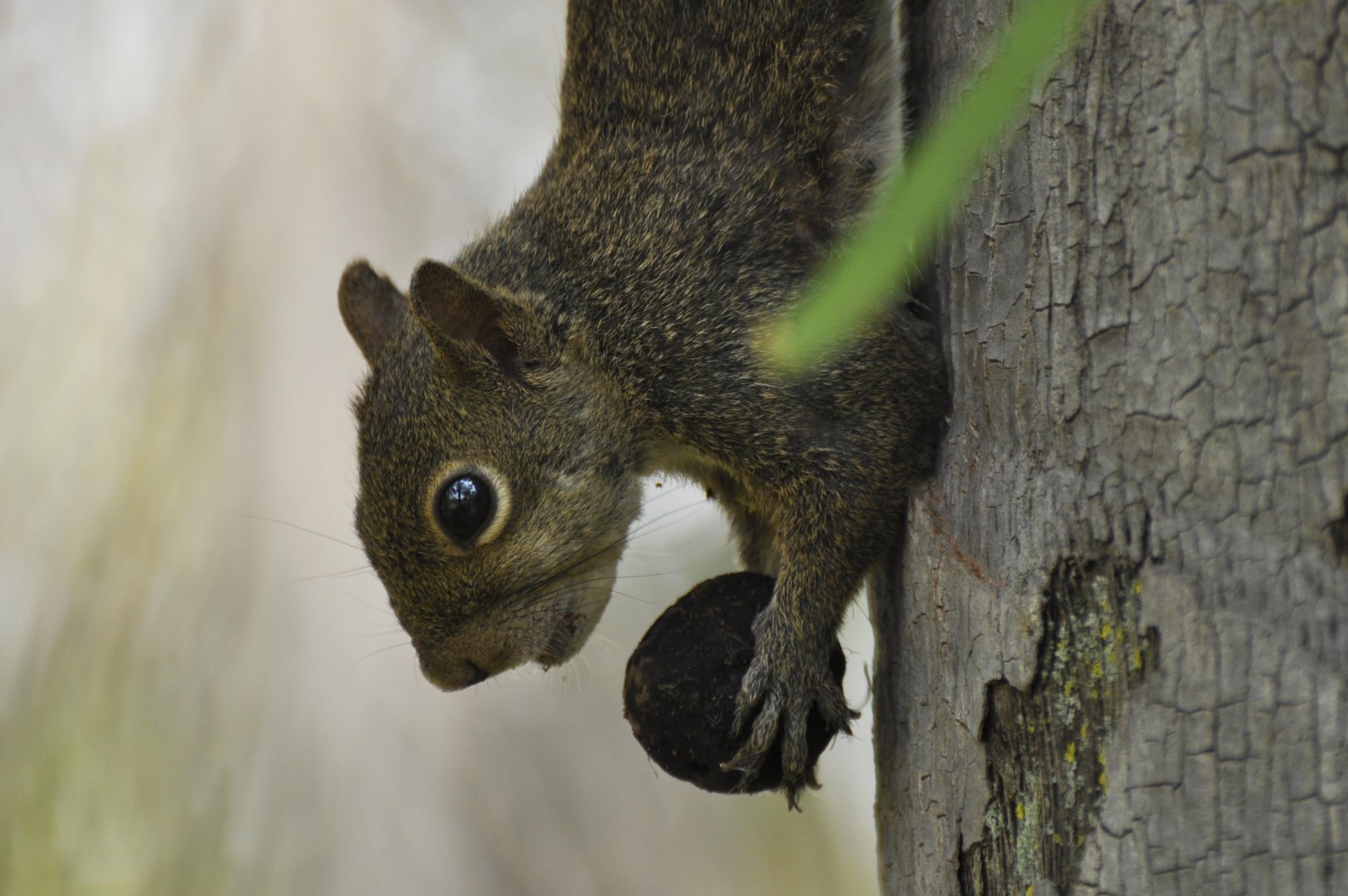 Guianan squirell (Sciurus aestuans)