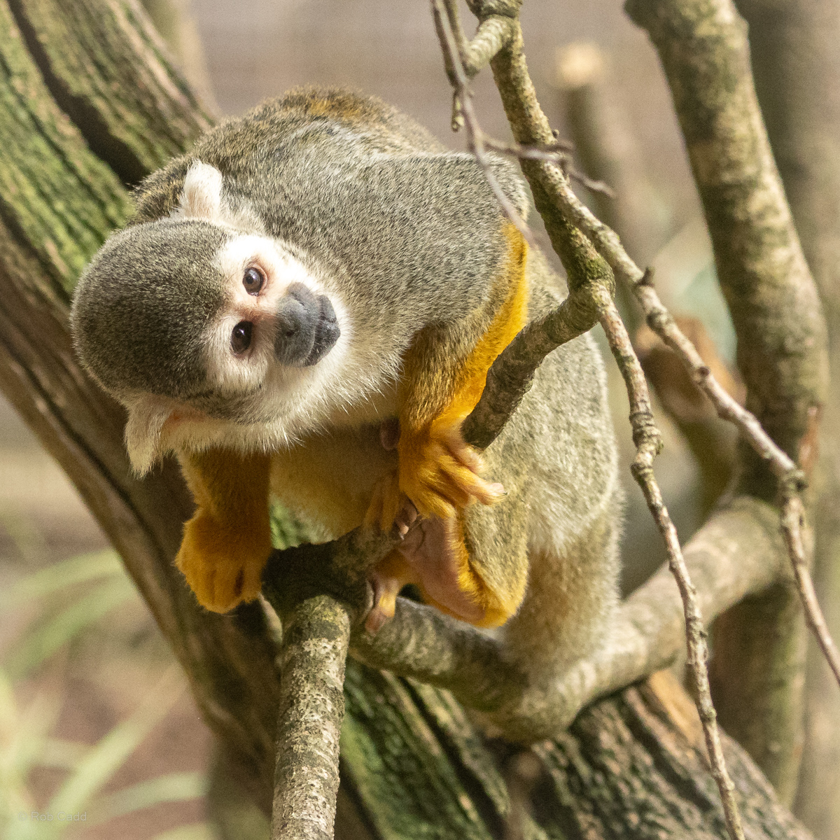 Guianan squirrel monkey : Cotswold WP : 14 Mar 2025