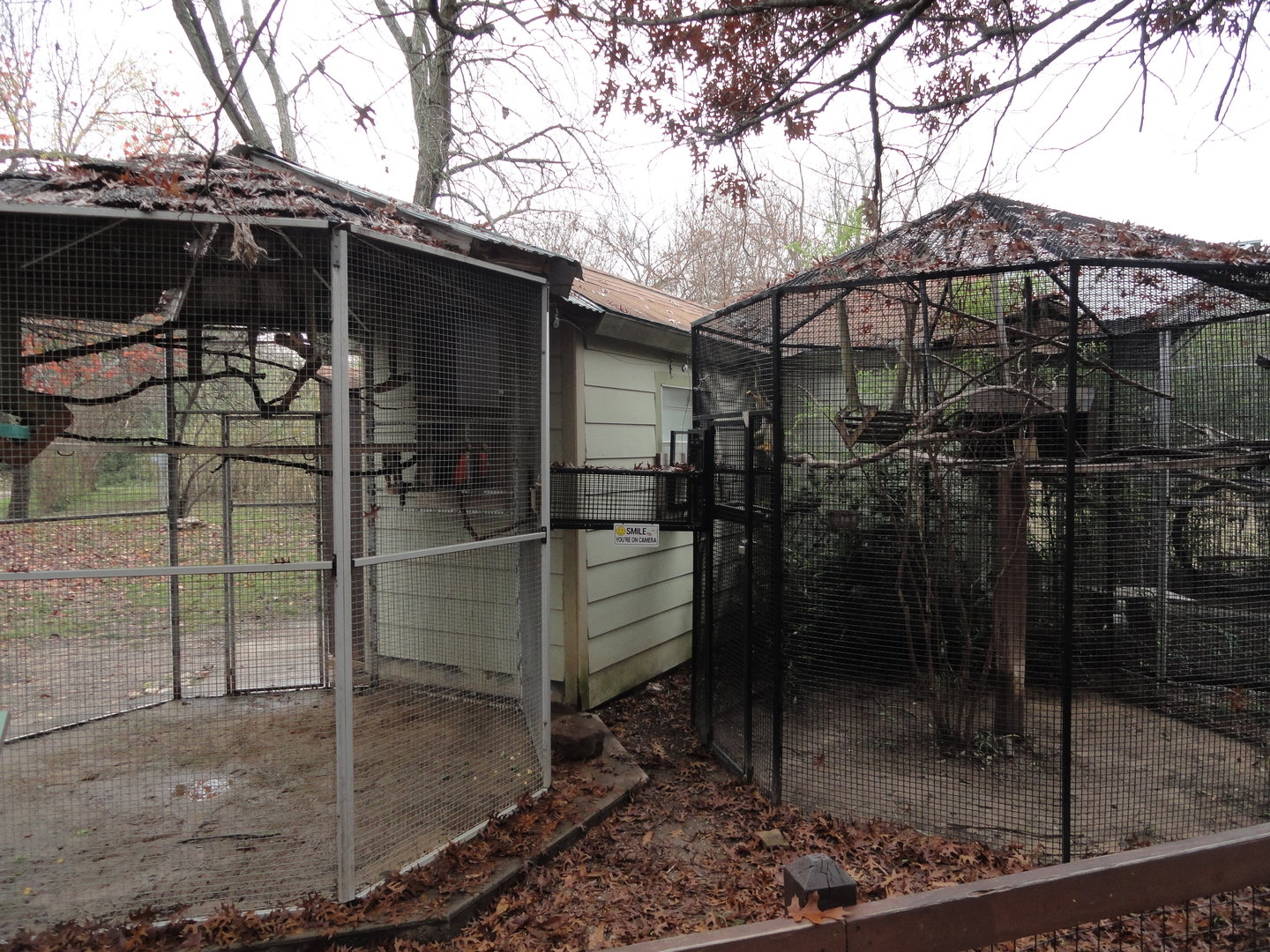 Guianan Squirrel Monkey Exhibits