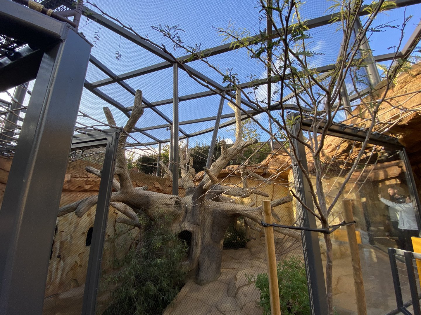 Guianan Squirrel Monkey Habitat (Saimiri sciureus) - Wildlife Explorers Basecamp (Wild Woods)