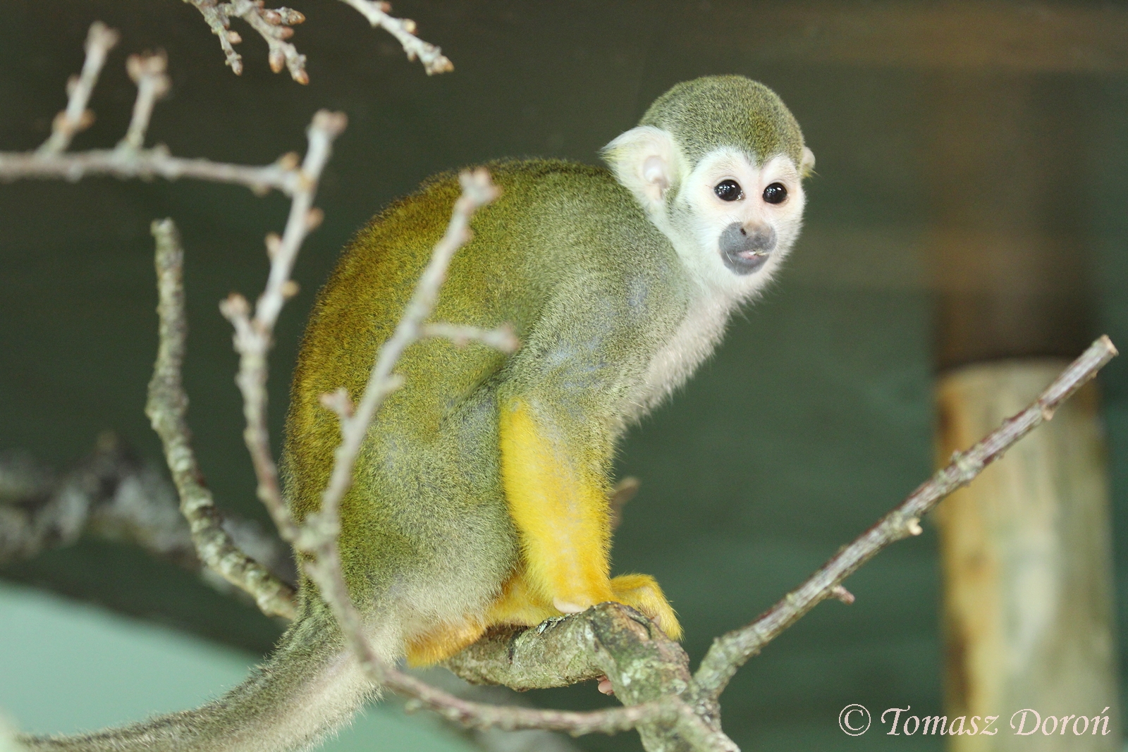 Guianan Squirrel Monkey (Saimiri sciureus sciureus), August 2017