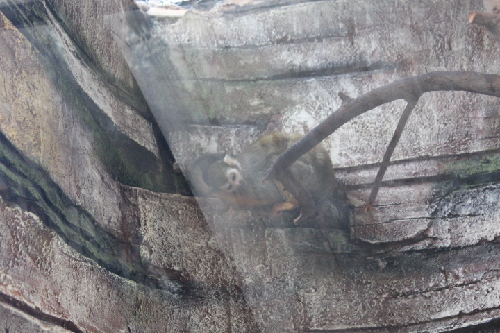 Guianan squirrel monkey (Saimiri sciureus)