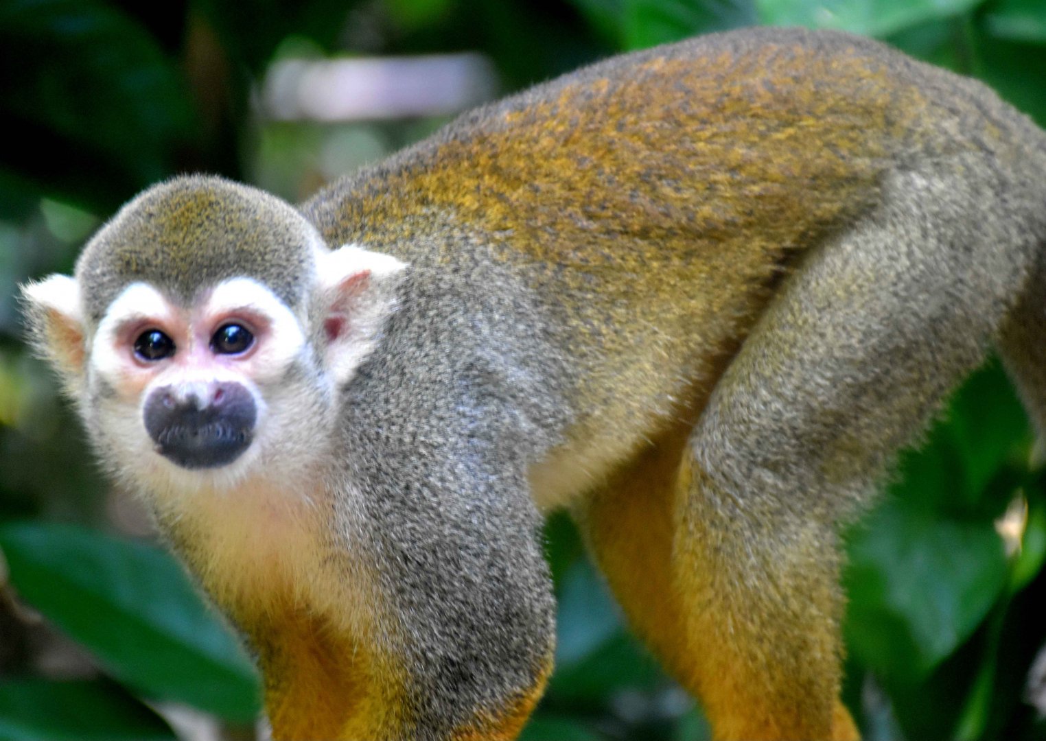 Guianan Squirrel Monkey (Saimiri sciureus)