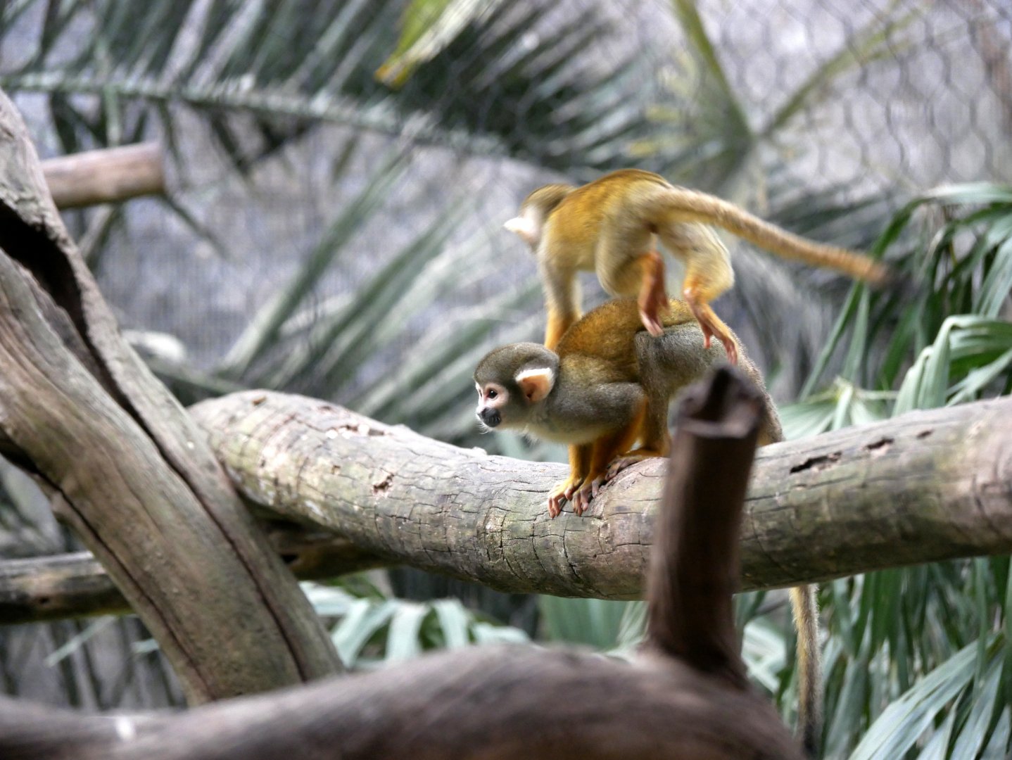 Guianan squirrel monkey (Saimiri sciureus)