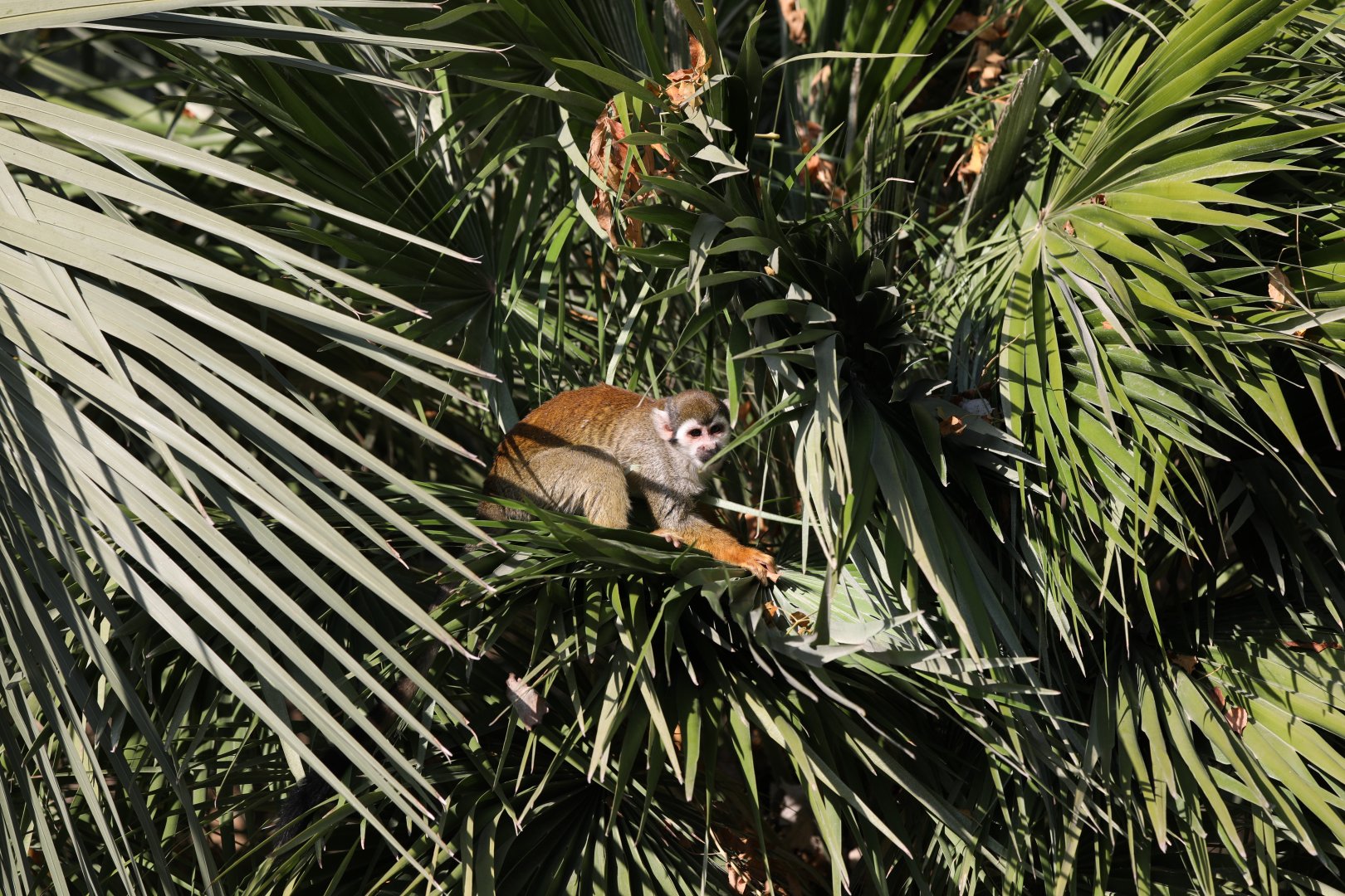 Guianan squirrel monkey (Saimiri sciureus)