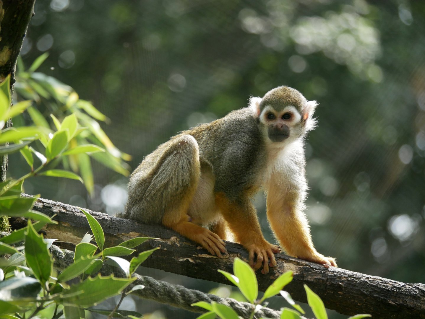 Guianan squirrel monkey (Saimiri sciureus)