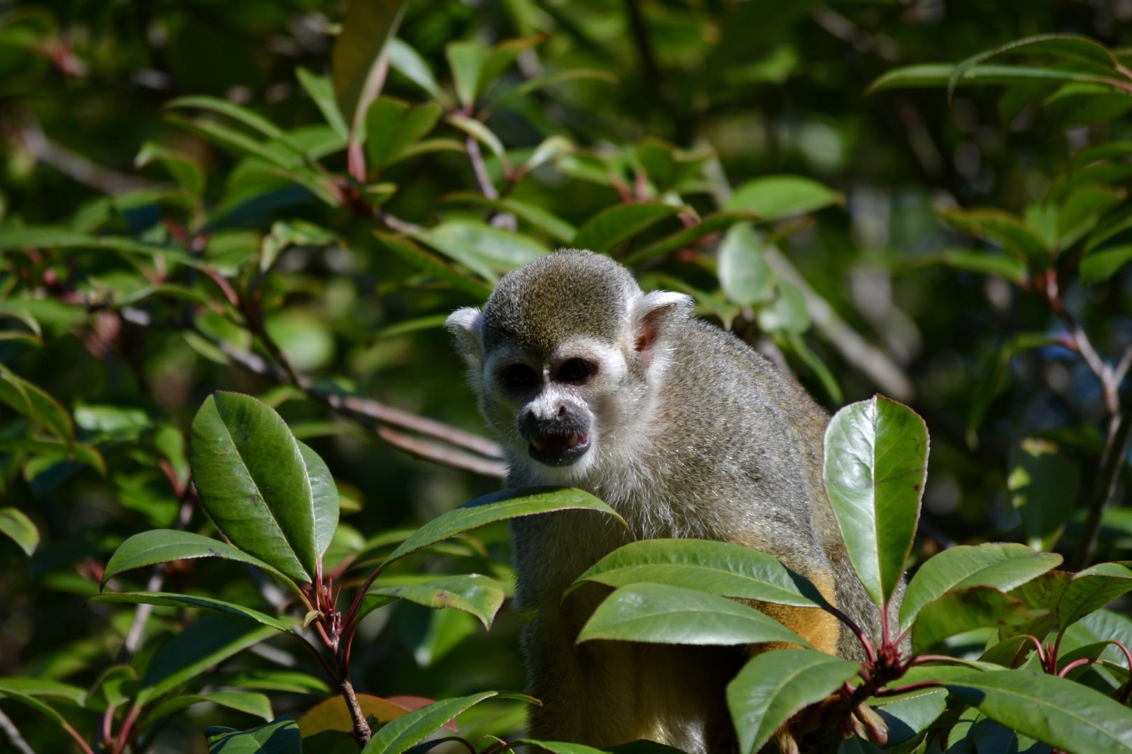 Guianan Squirrel Monkey - September 2020