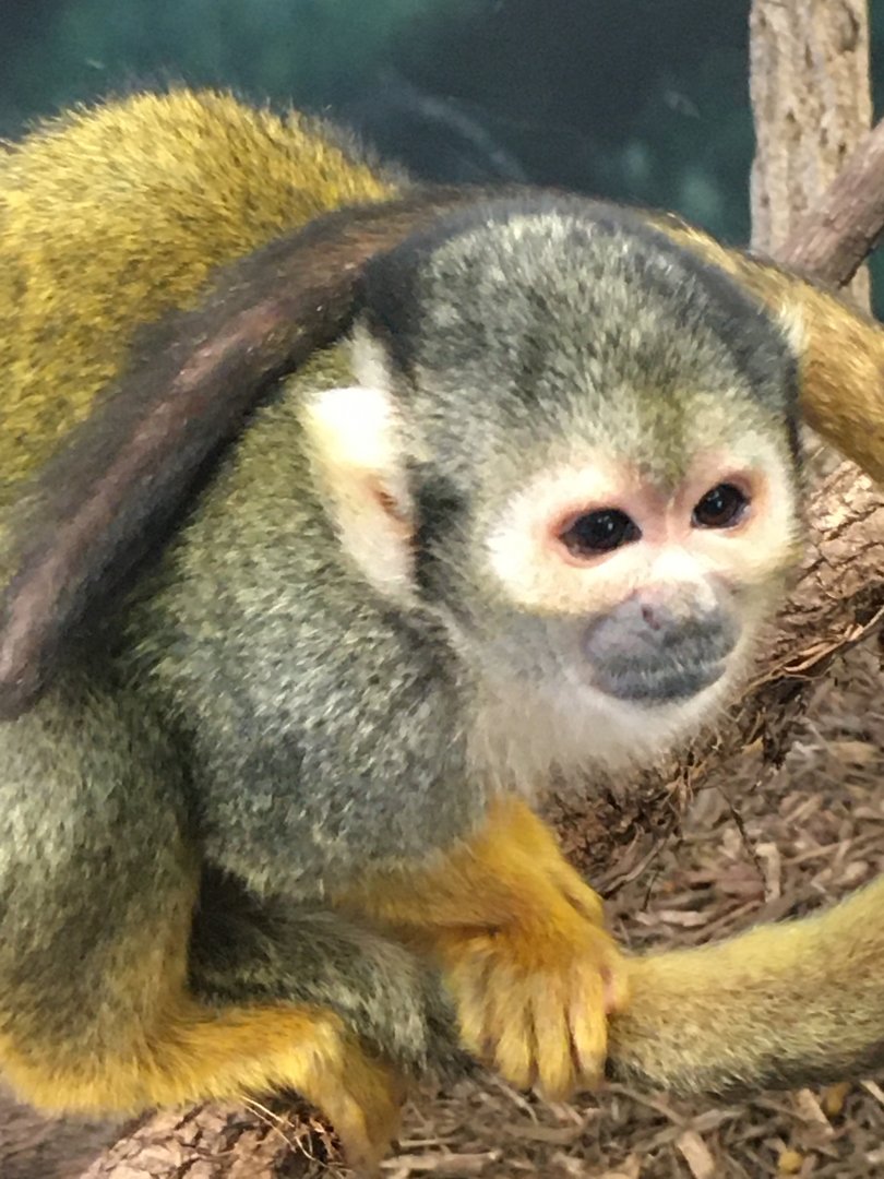 Guianan Squirrel Monkey