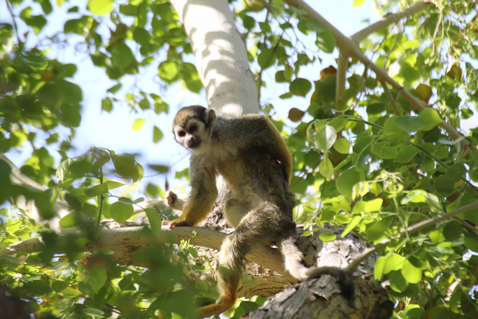 Guianan Squirrel Monkey