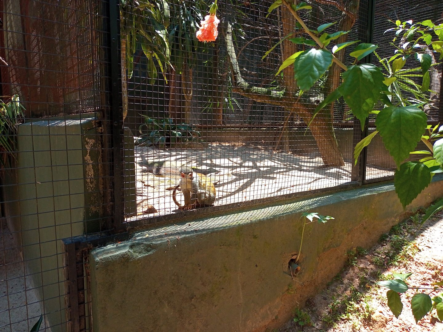 Guianan squirrel monkey