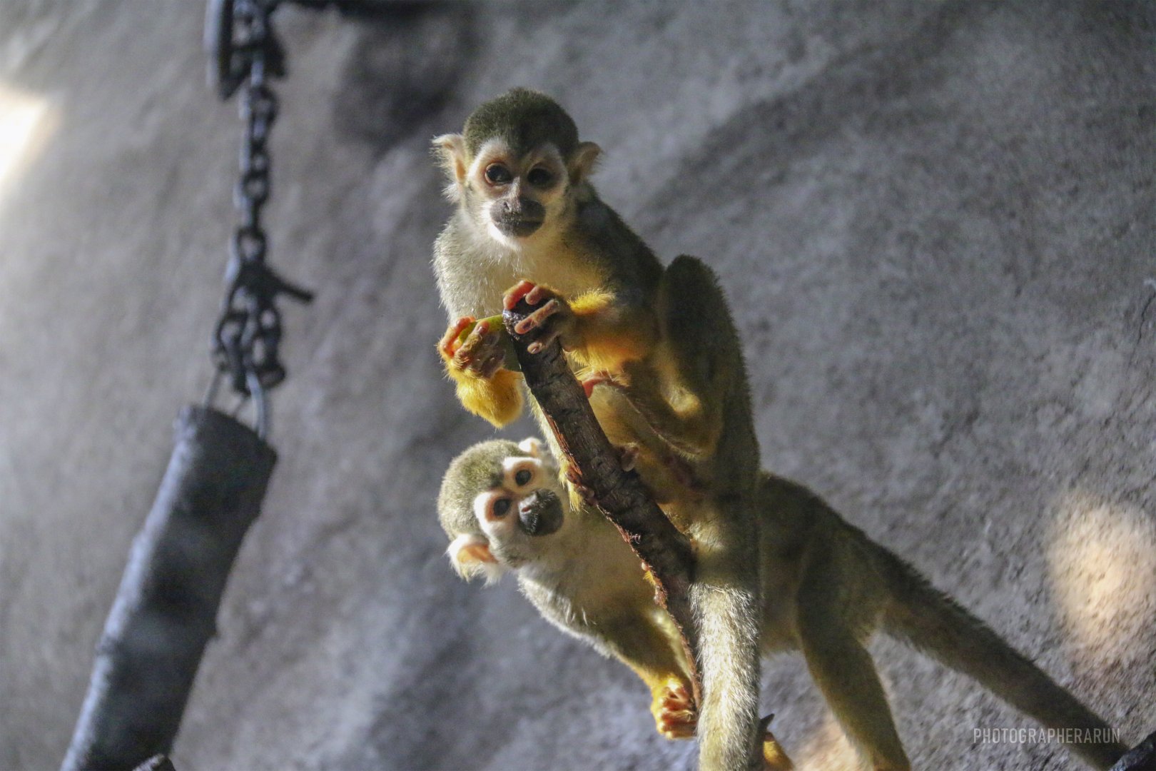 Guianan Squirrel Monkey