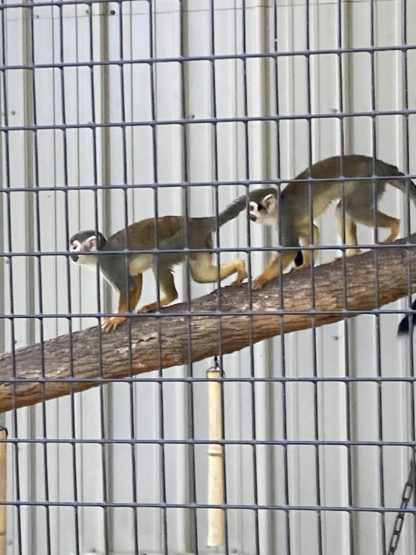 Guianan Squirrel Monkey