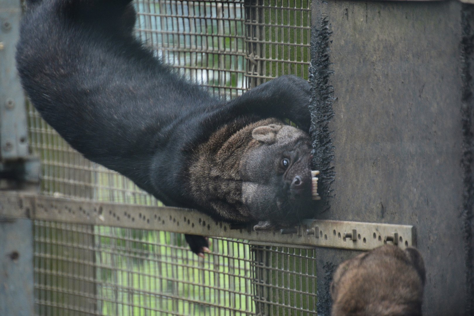 Guianan tayra (Eira barbara cf. "poliocephala")