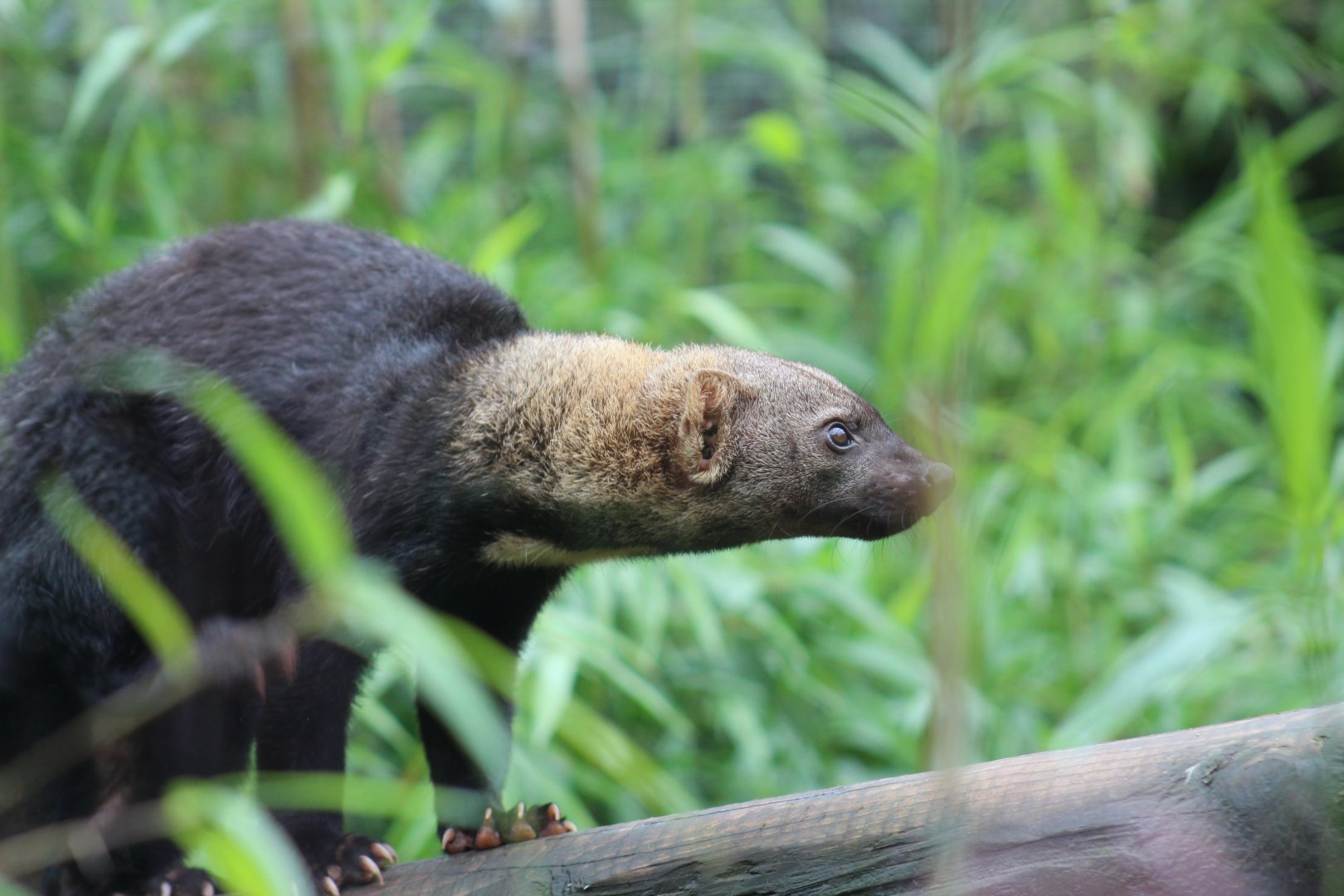 Guianan Tayra