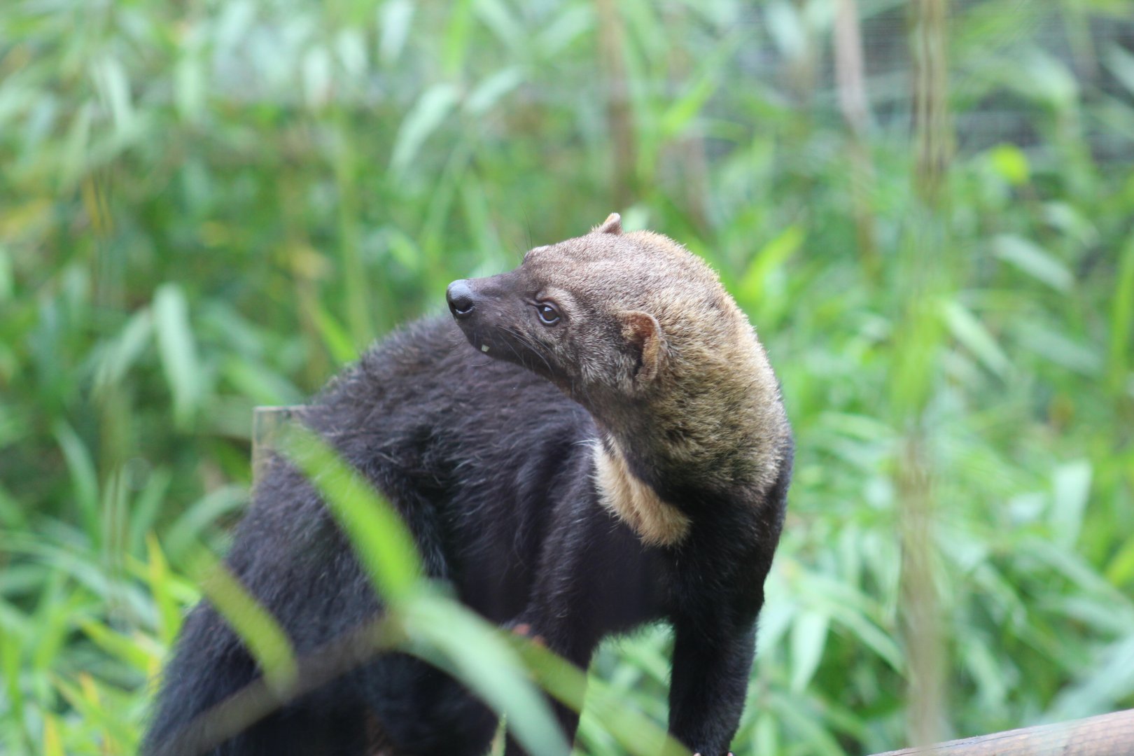 Guianan Tayra