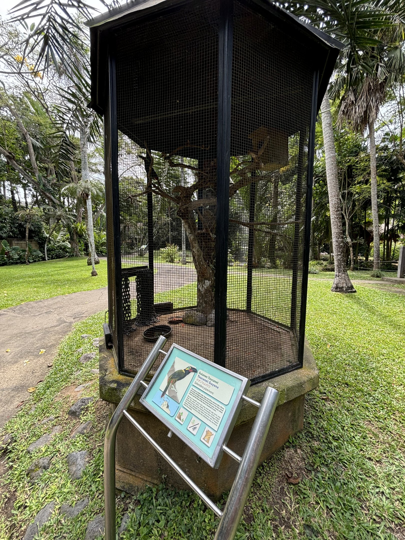 Guianan Toucanet Aviary