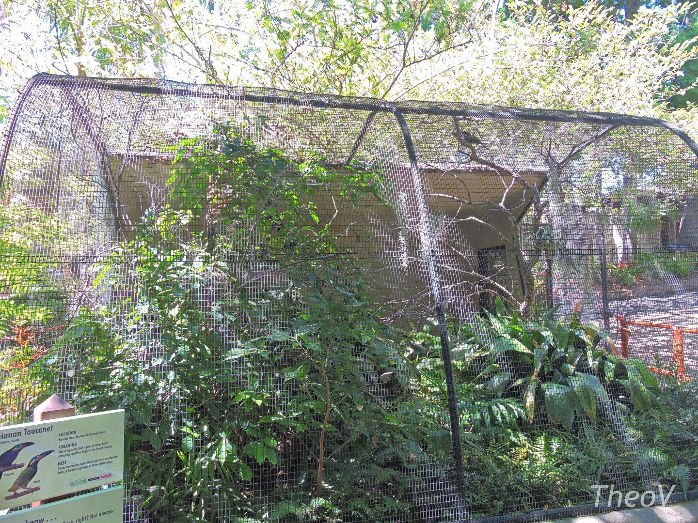 Guianan toucanet - Discovery Outpost [2015]