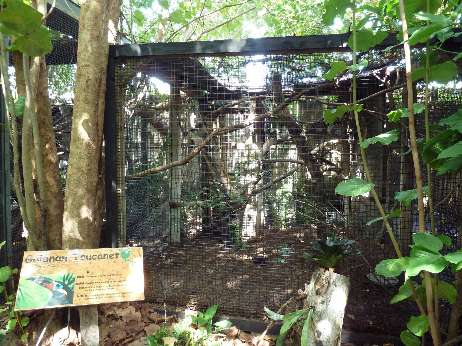 Guianan Toucanet Exhibit