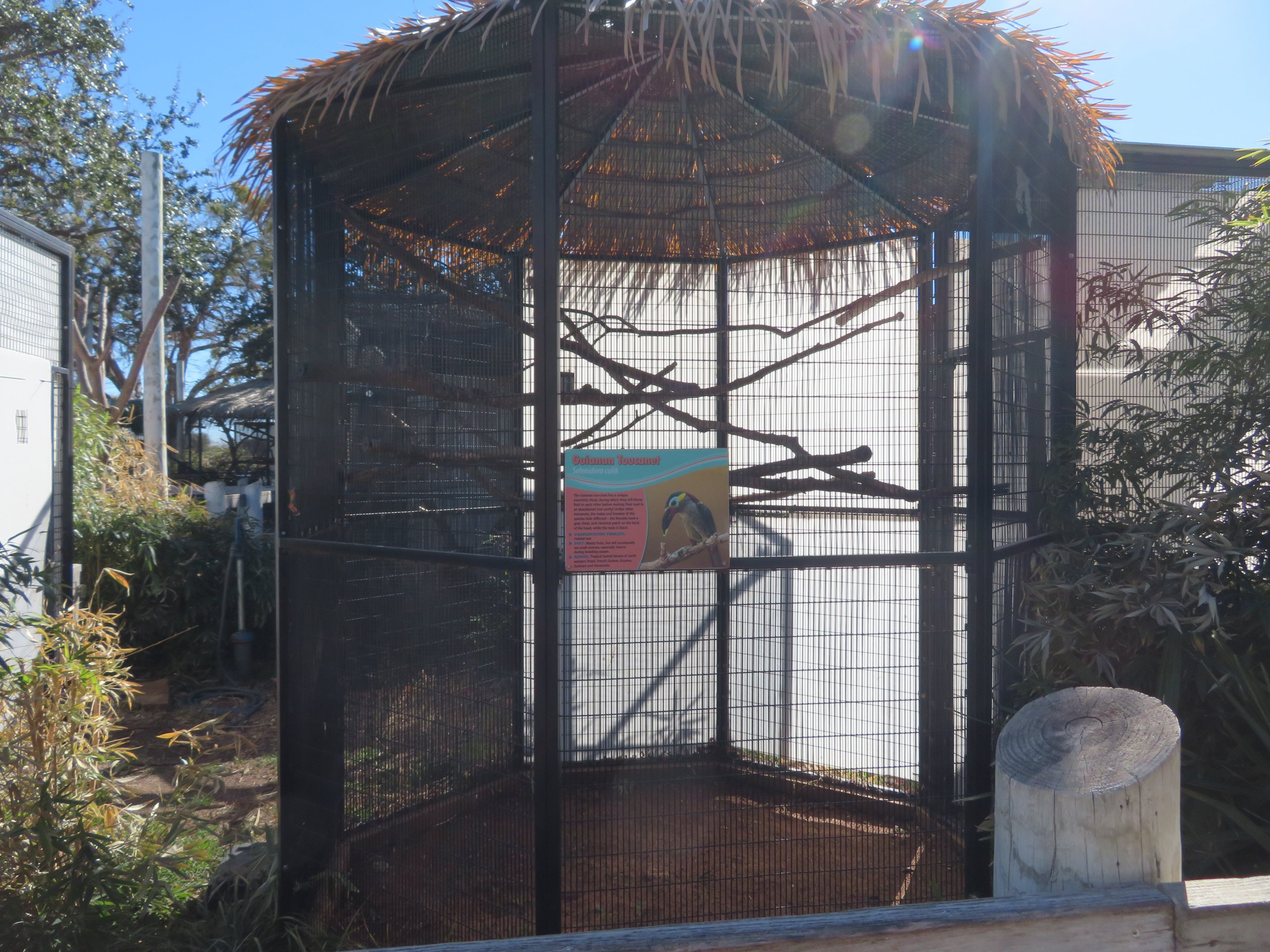Guianan Toucanet Exhibit