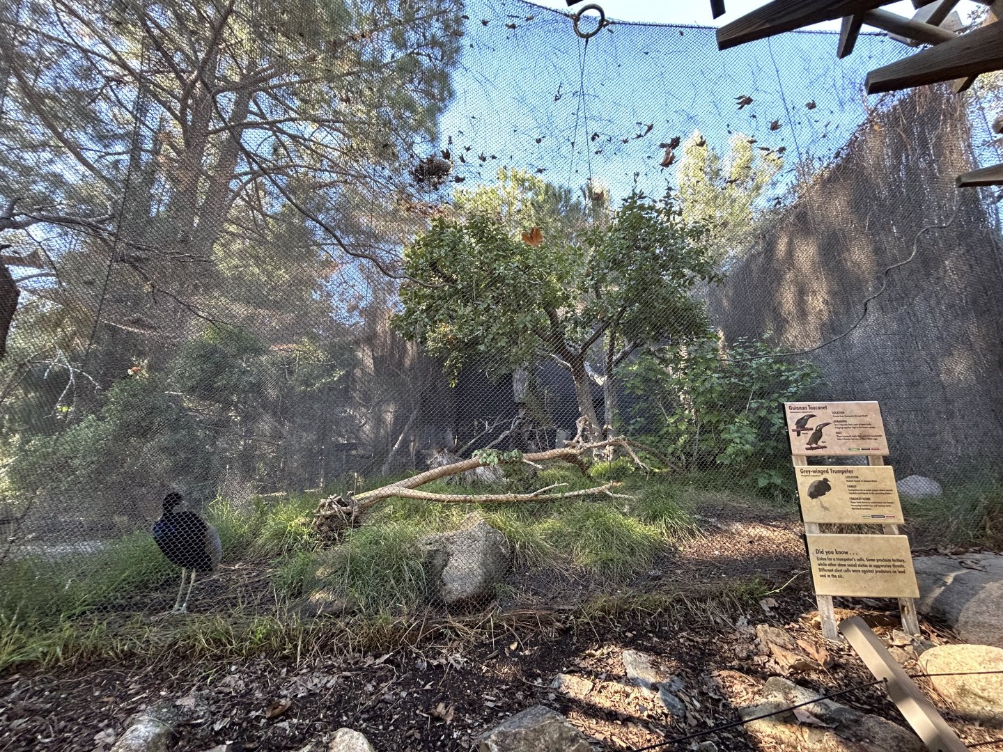 Guianan Toucanet & Grey-winged Trumpeter Aviary - Condor Ridge
