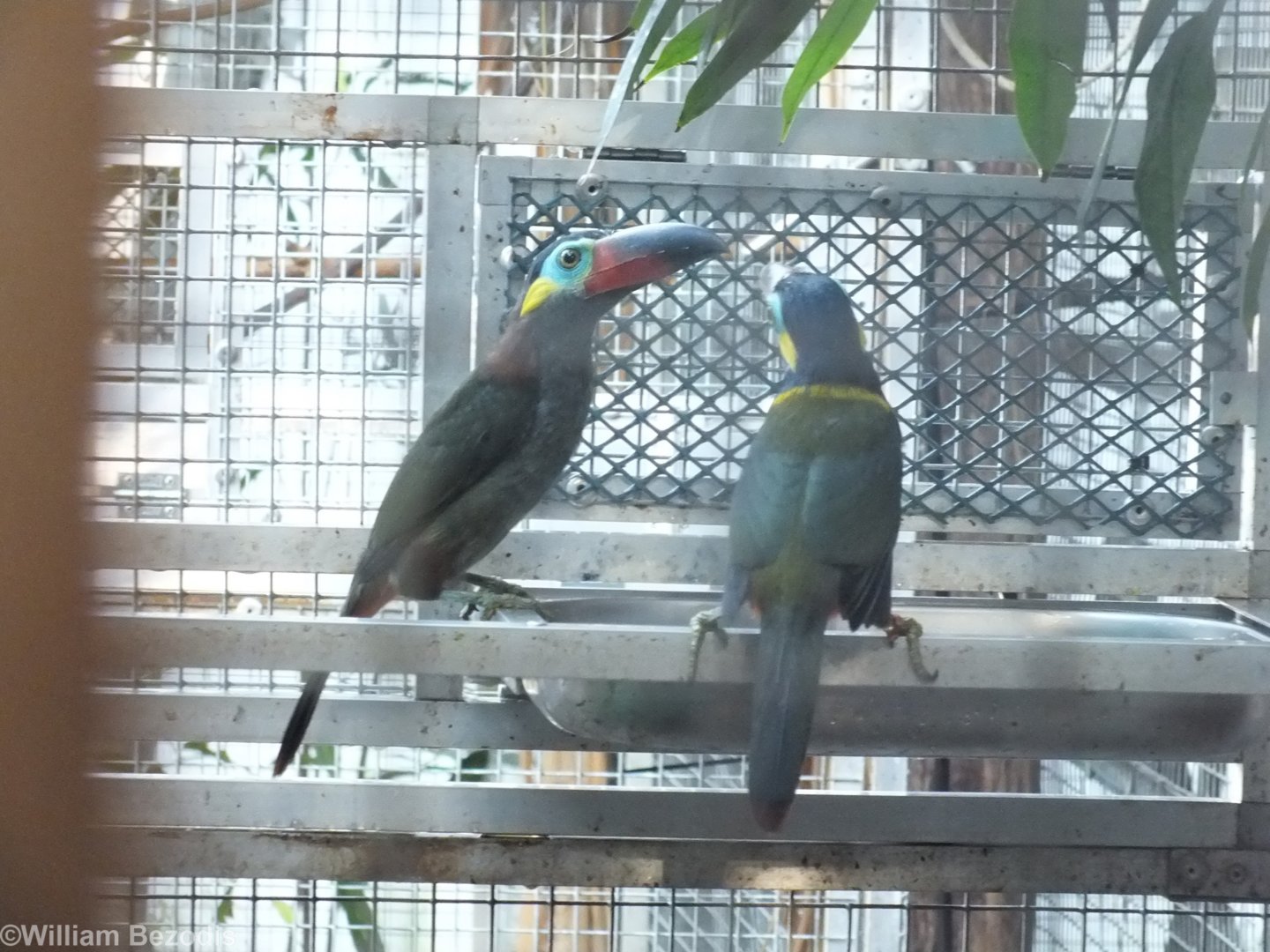 Guianan Toucanet Pair
