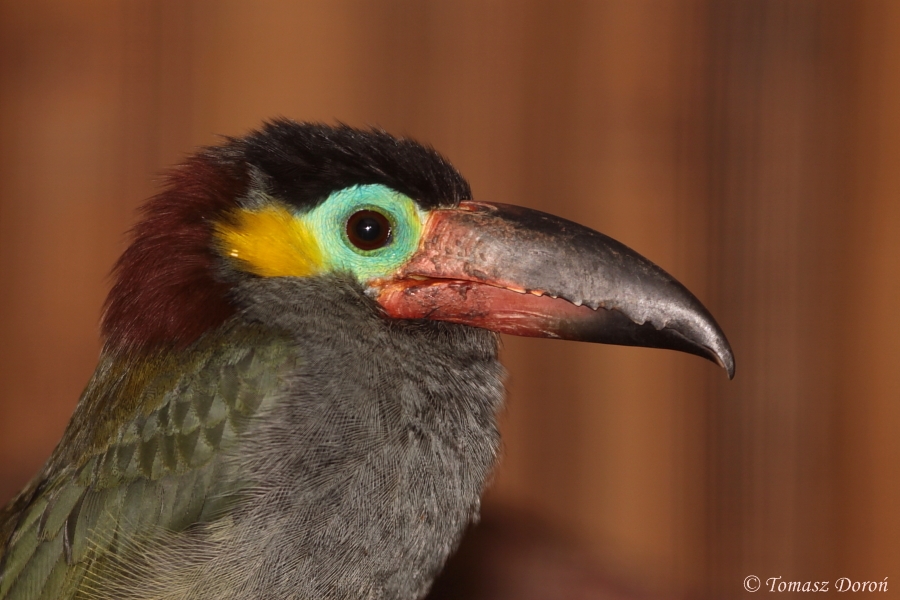 Guianan Toucanet (Selenidera culik) female