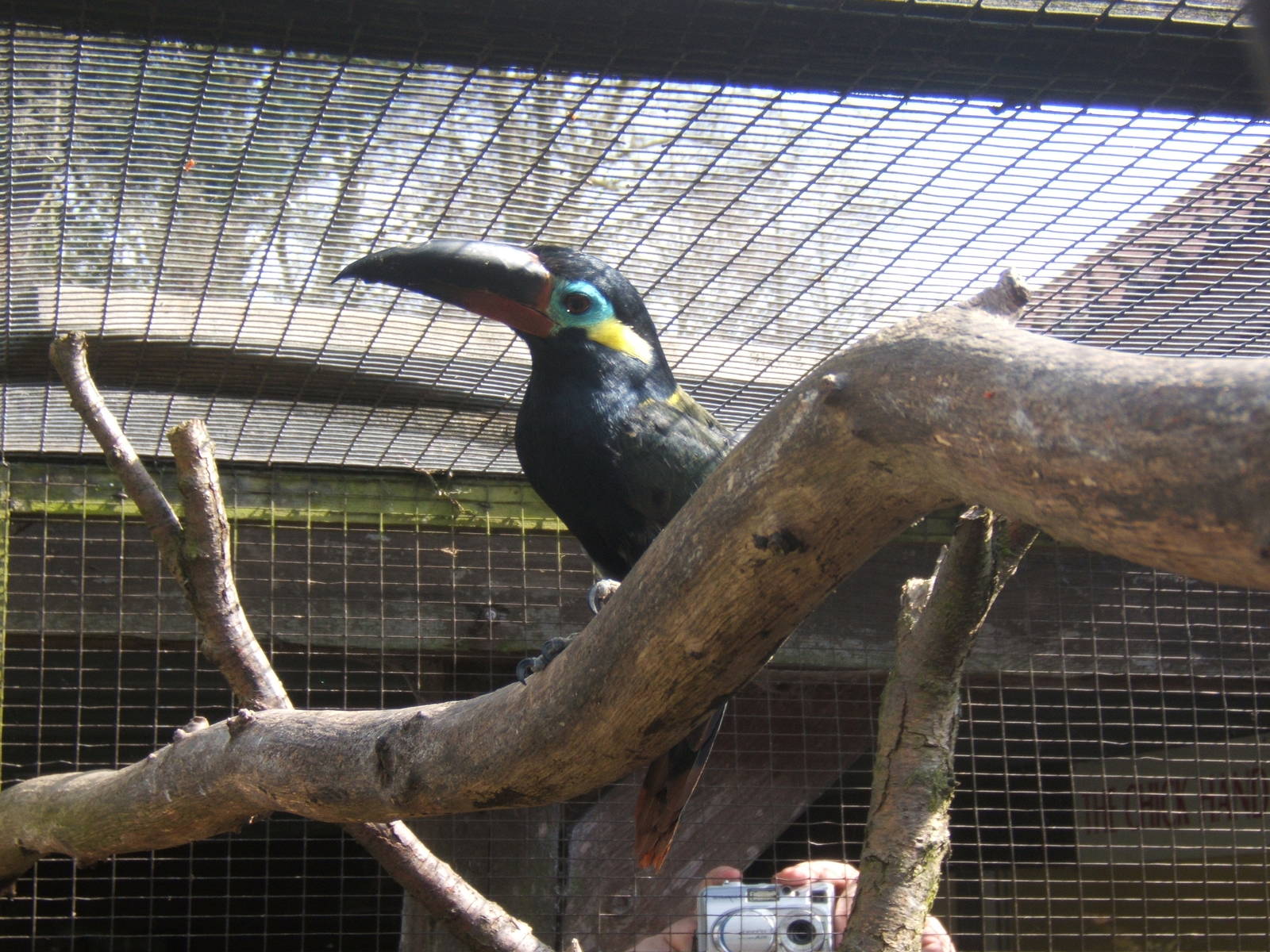 Guianan Toucanet (Selenidera culik)