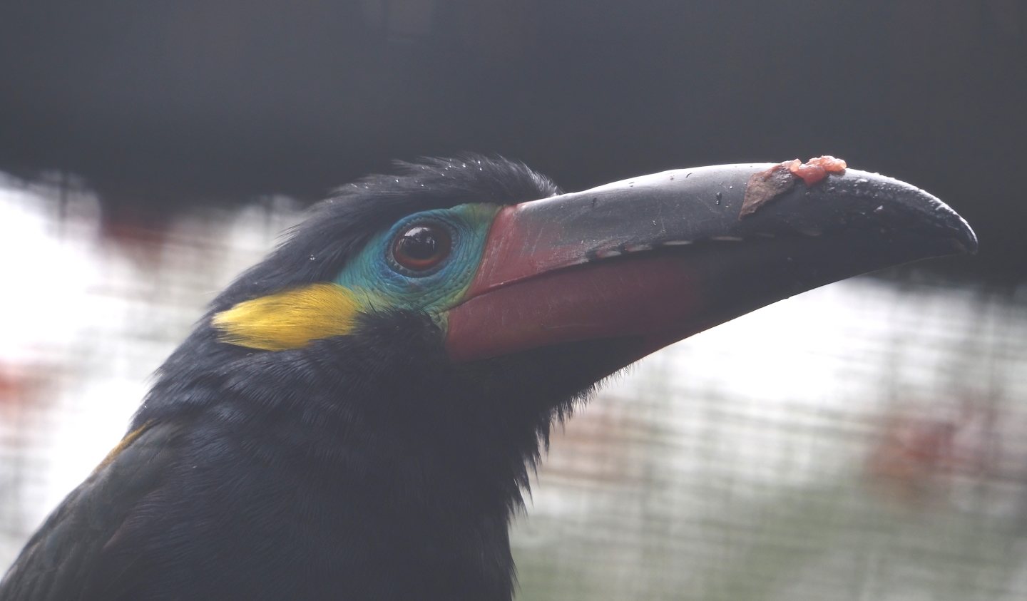 Guianan toucanet (Selenidera piperivora), 2024-05-22