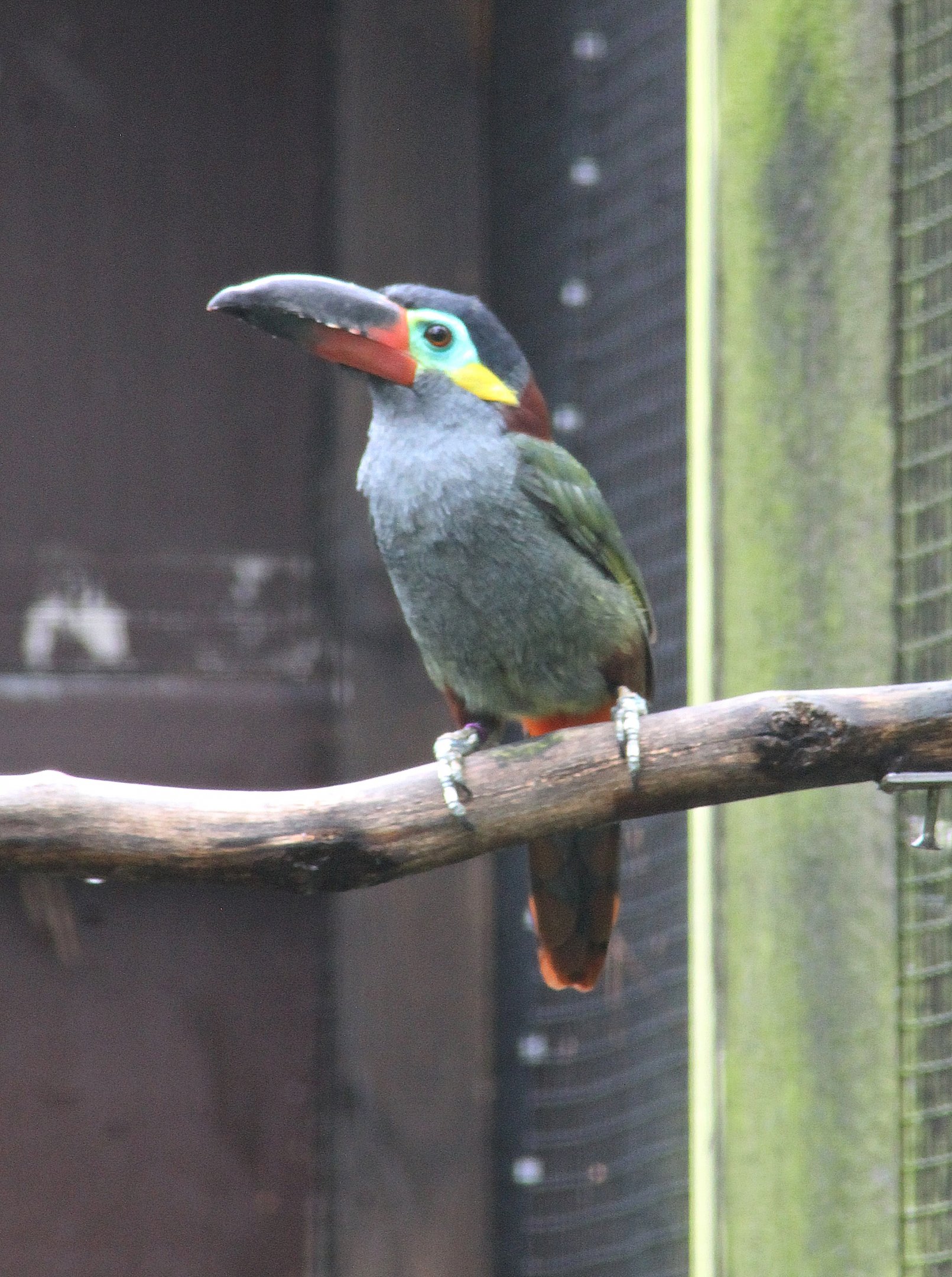Guianan toucanet (Selenidera piperivora)