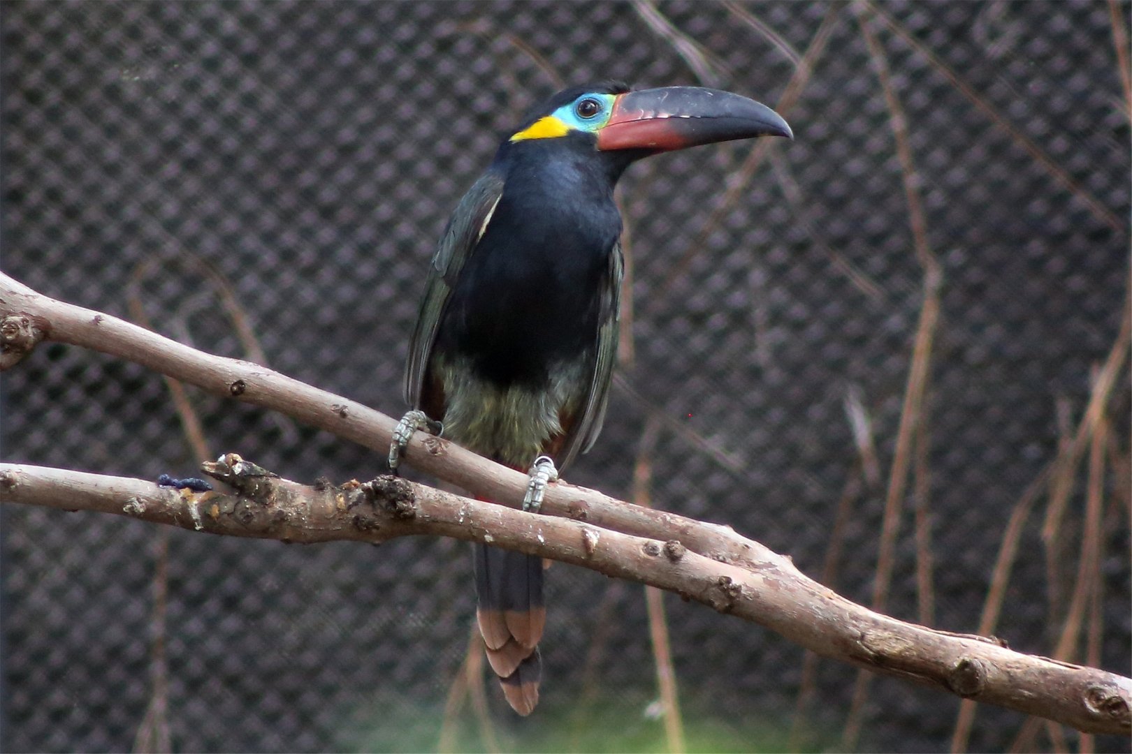 Guianan toucanet (Selenidera piperivora)