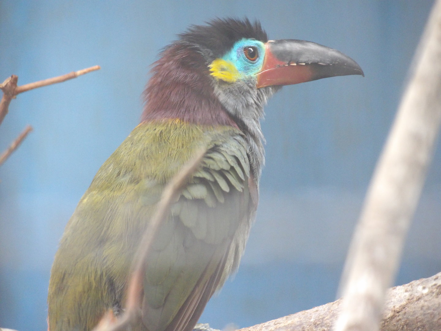 Guianan Toucanet(Selenidera piperivora)