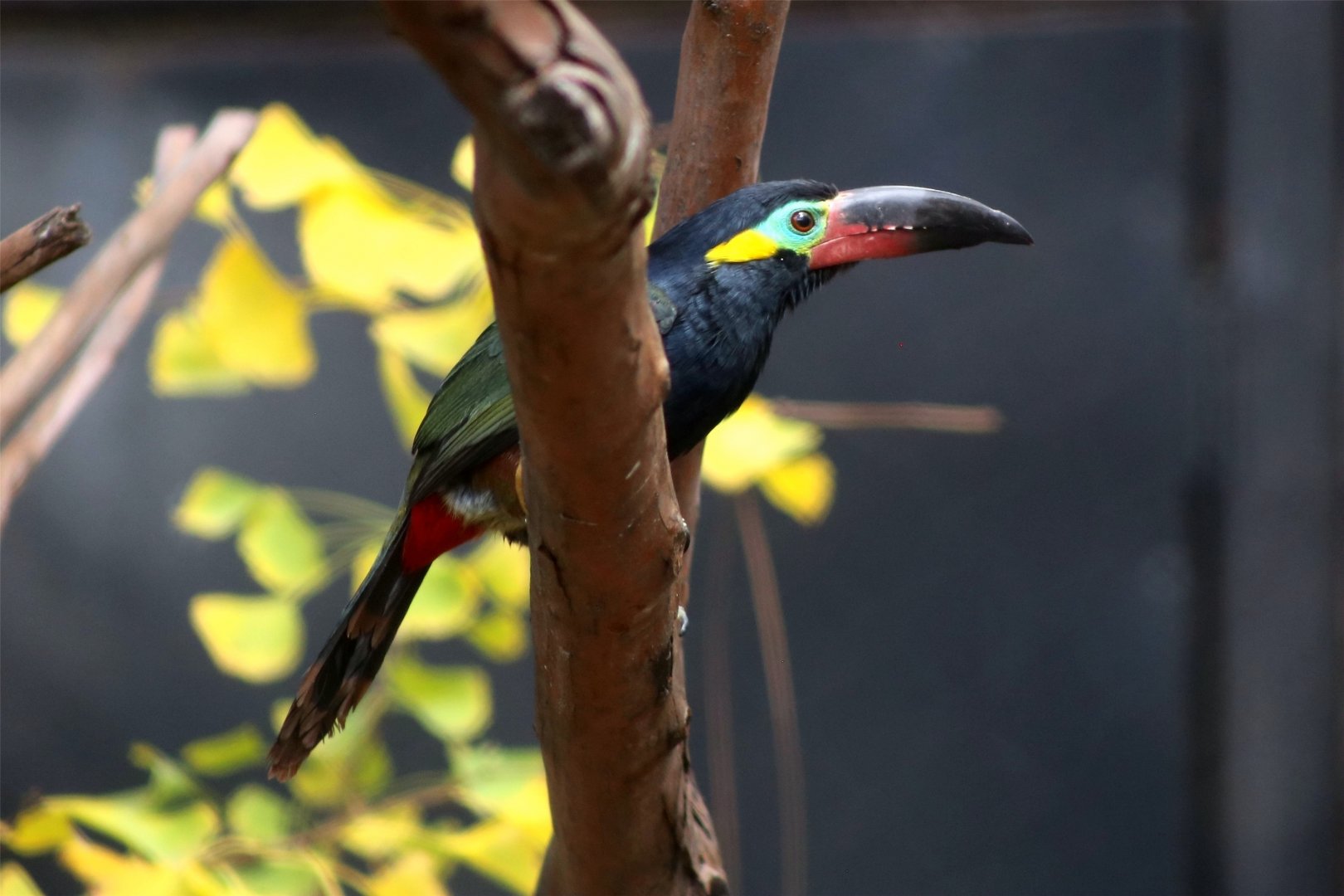 Guianan Toucanet (Selenidera piperivora)