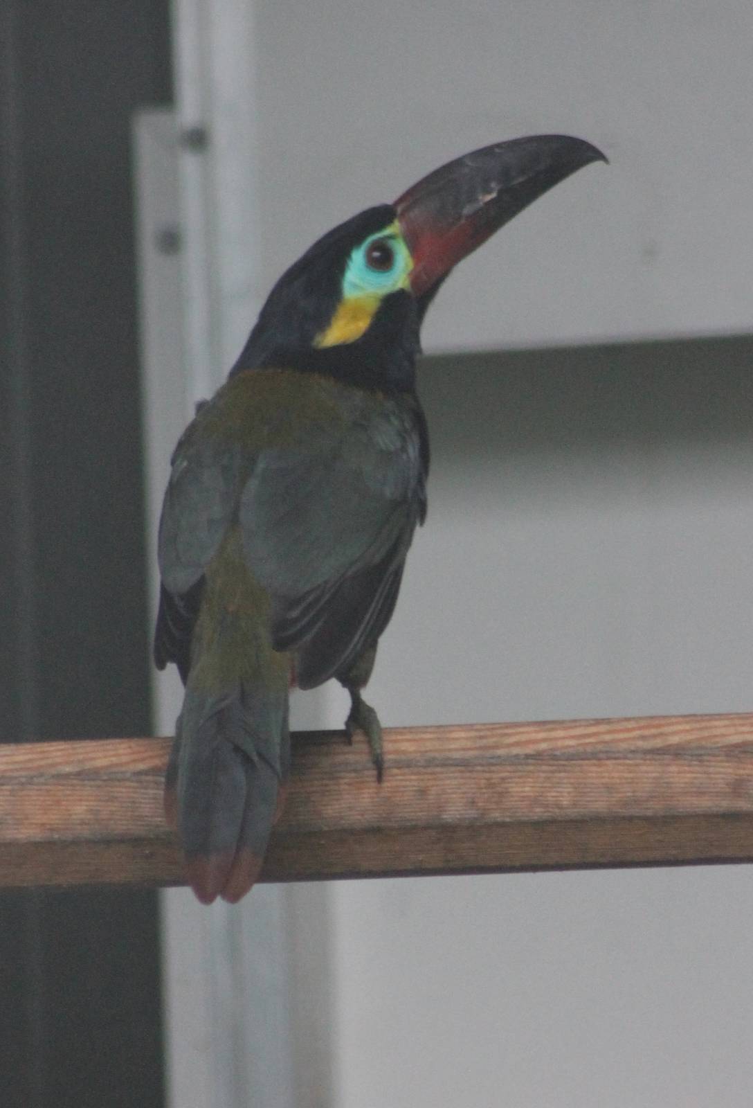 Guianan toucanet