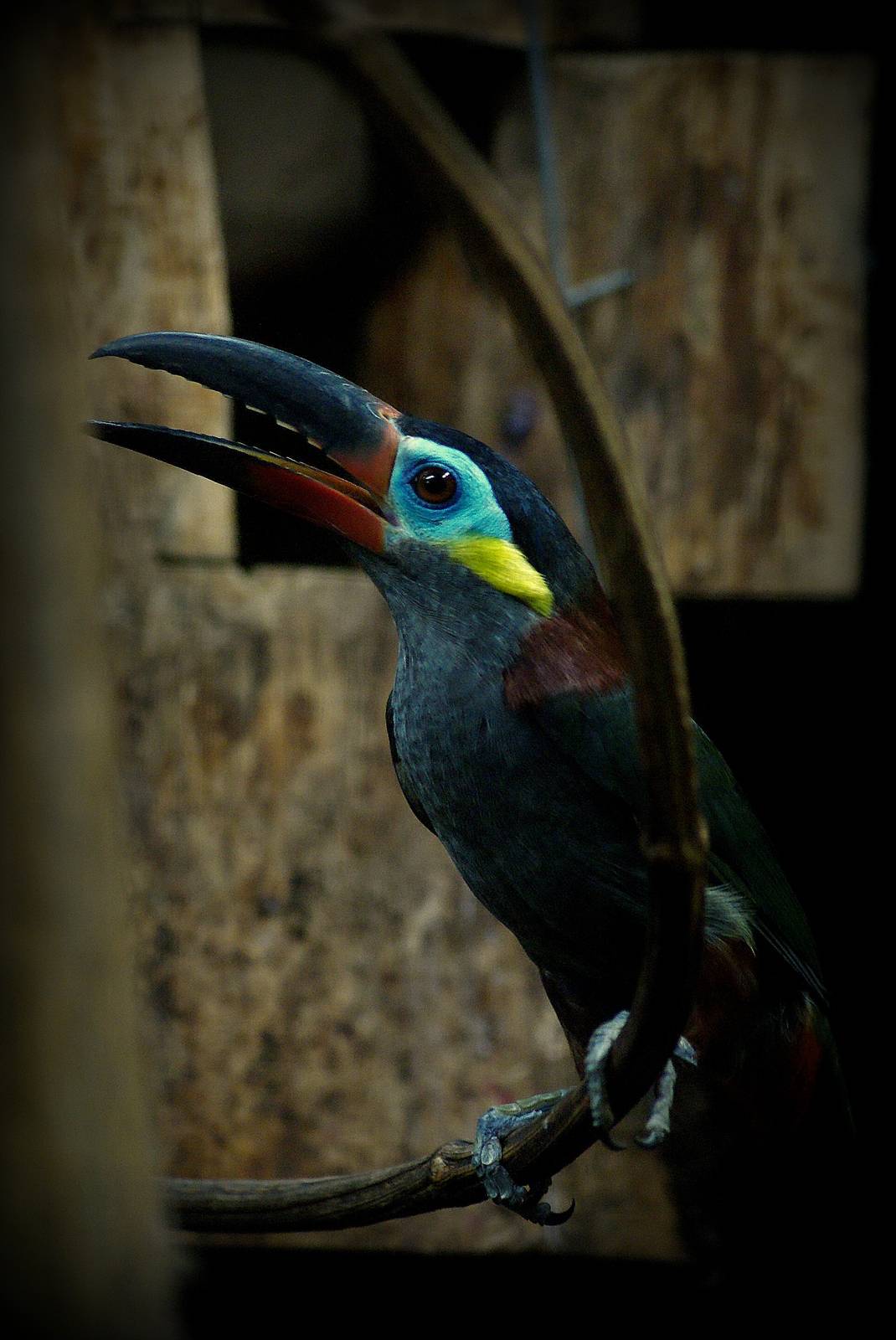 Guianan toucanet