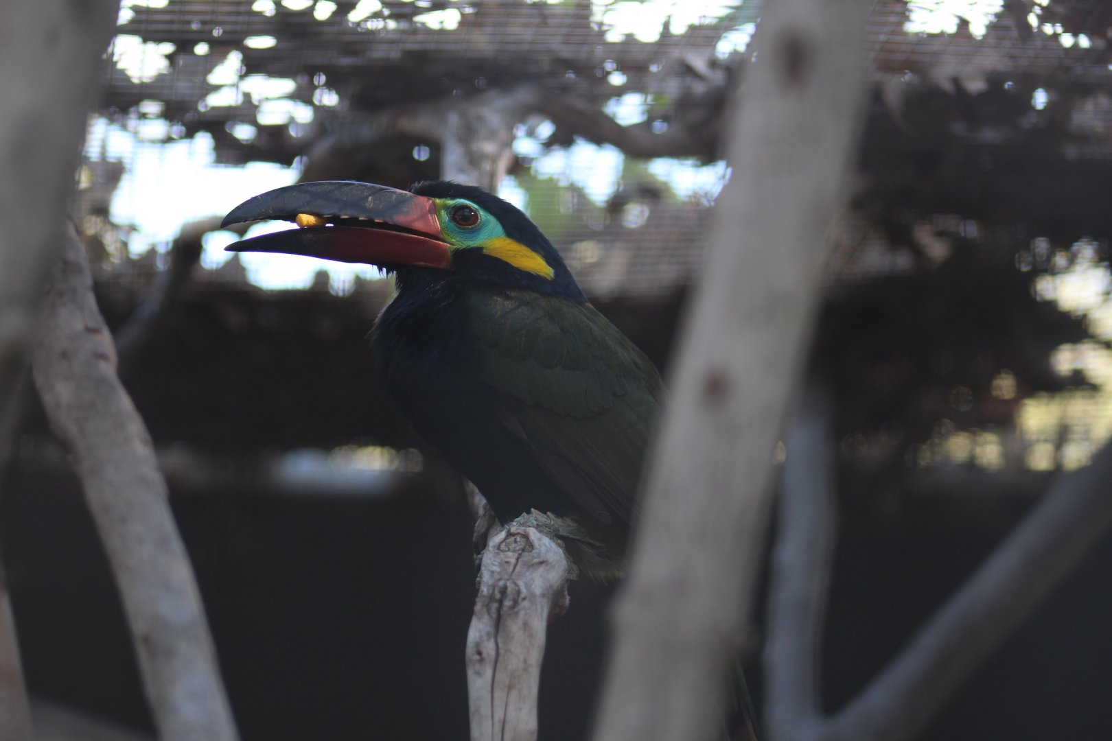 Guianan Toucanet