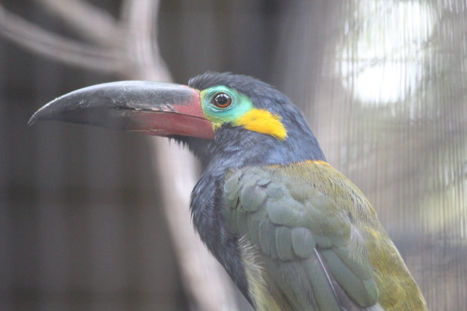 Guianan Toucanet