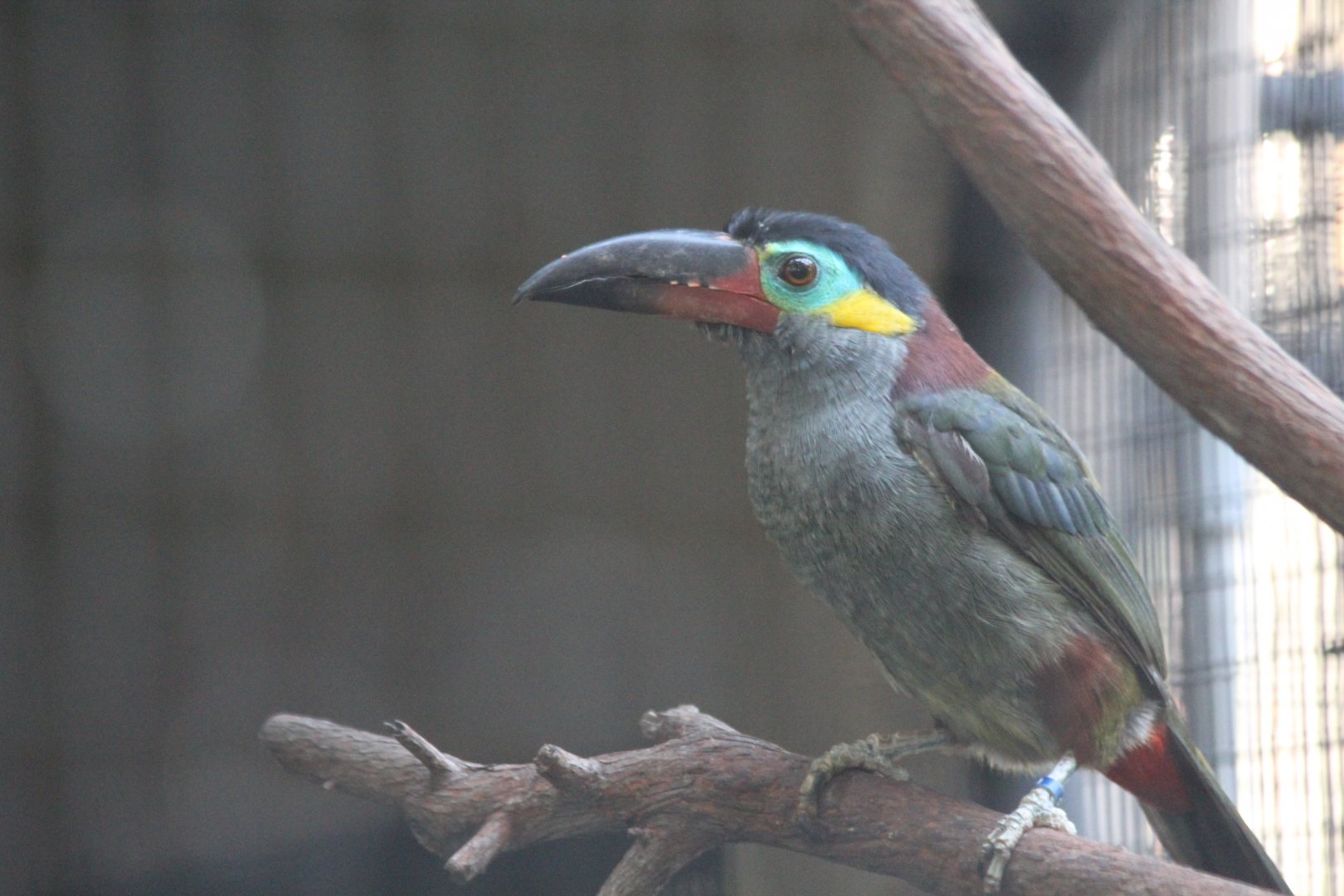 Guianan Toucanet