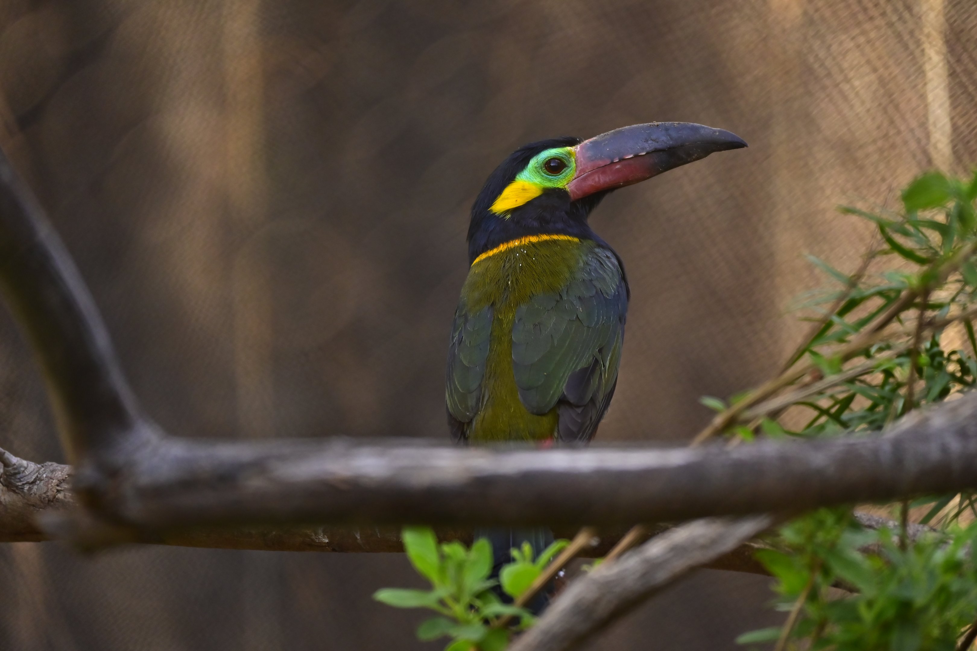 Guianan Toucanet