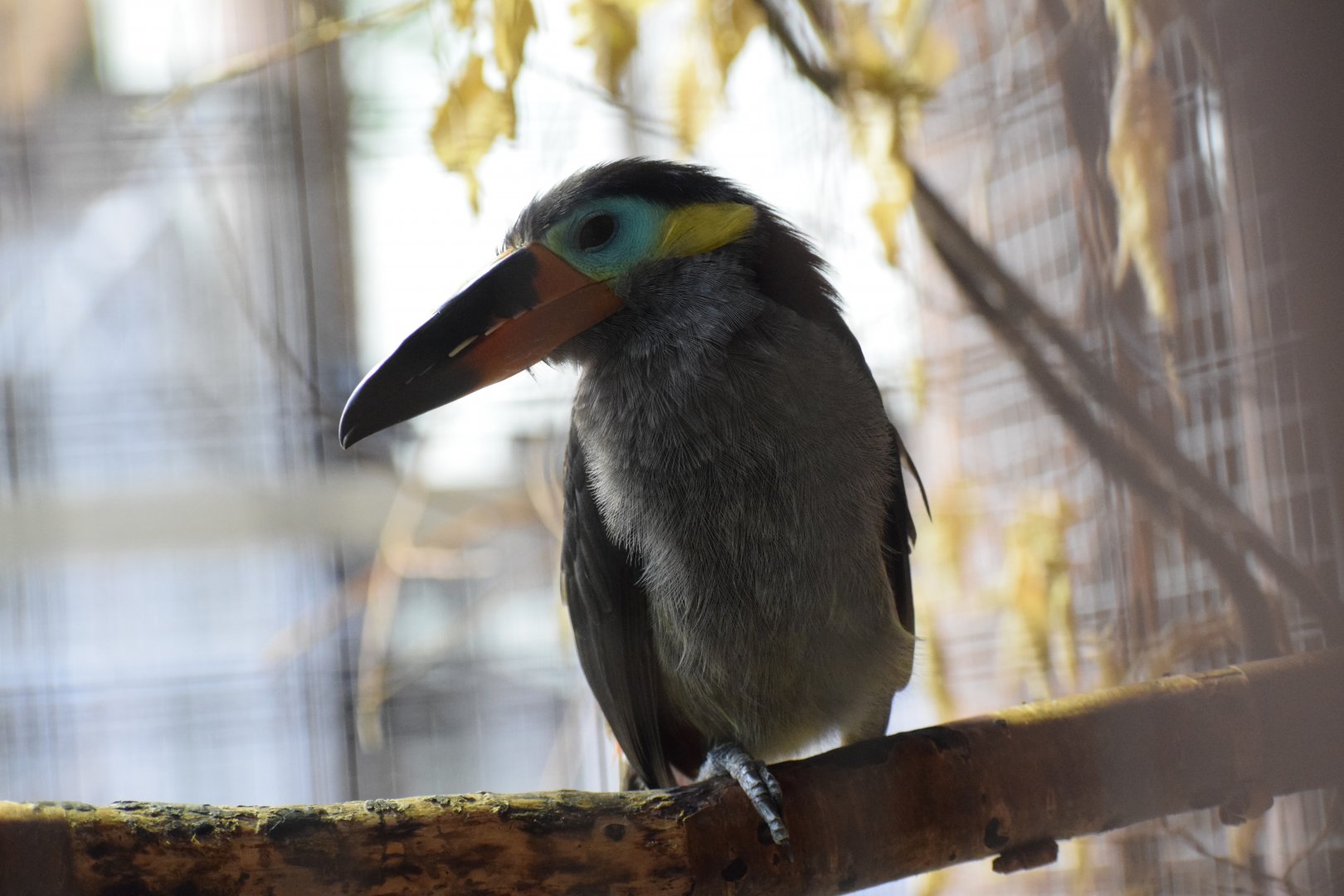 Guianan toucanet