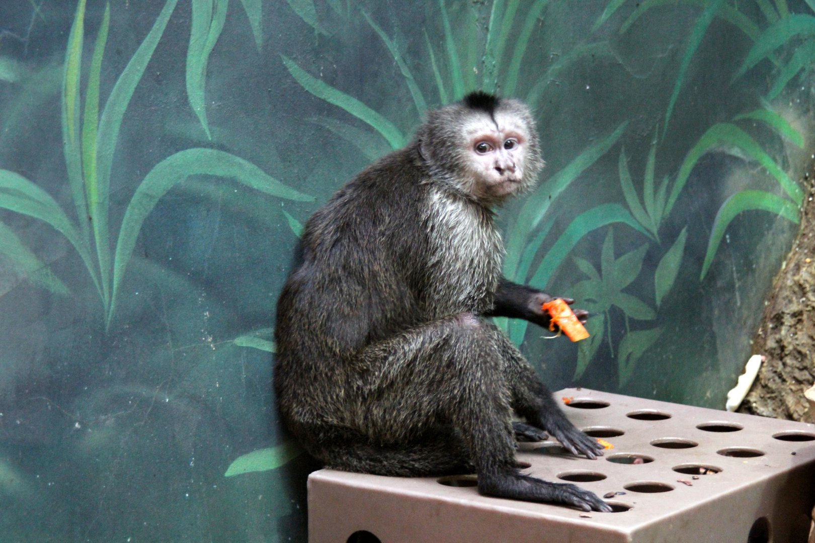 Guianan weeper capuchin (Cebus olivaceus)