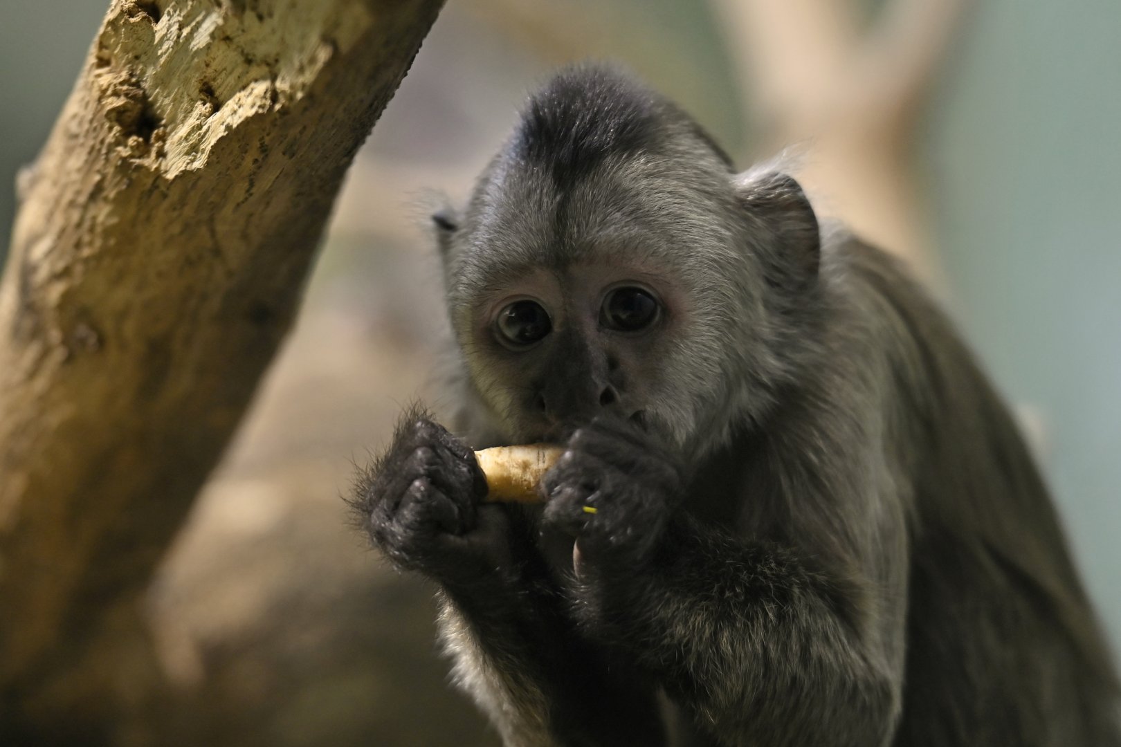 Guianan weeper capuchin (Cebus olivaceus)