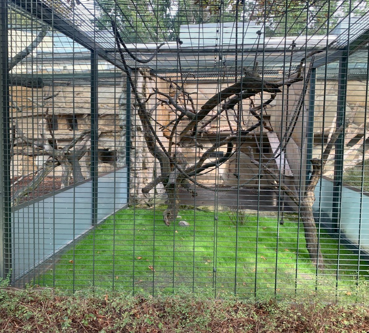 Guianan Weeper Capuchin enclosures