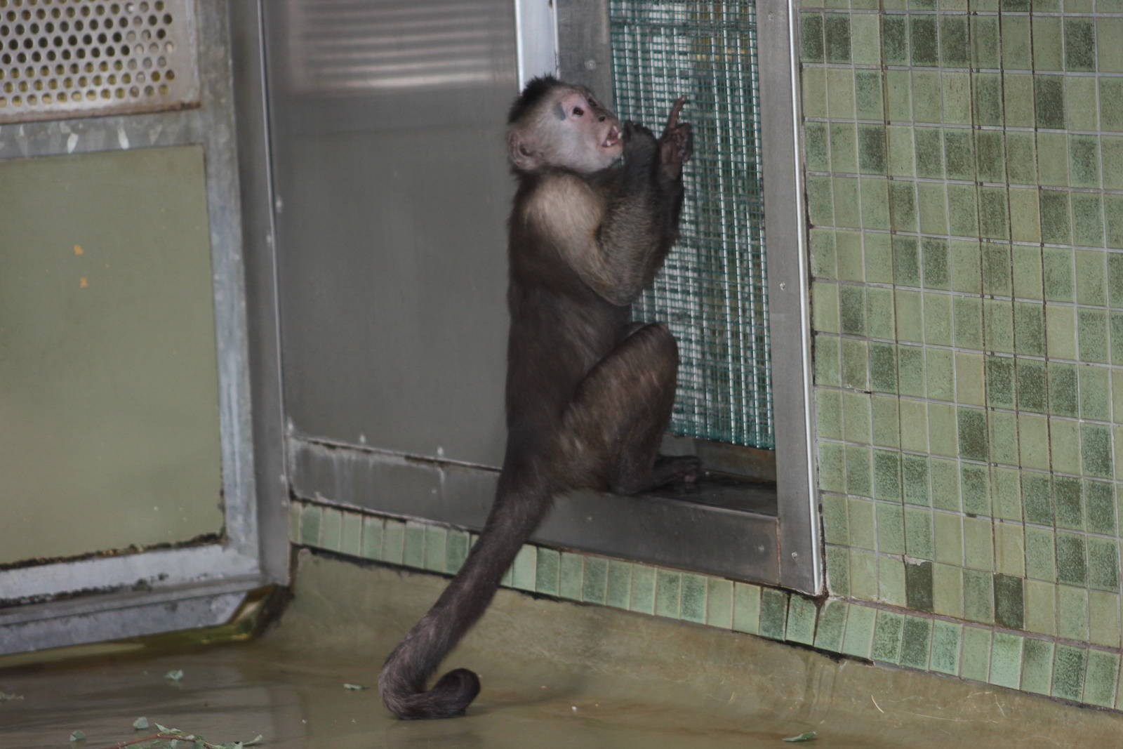 Guianan weeper capuchin