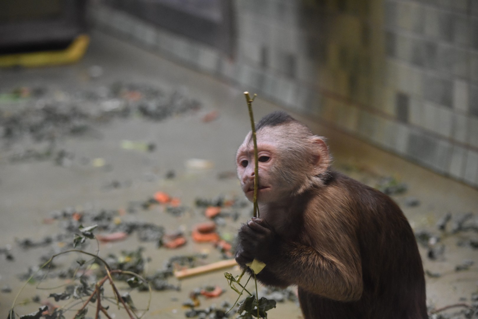 Guianan weeper capuchin